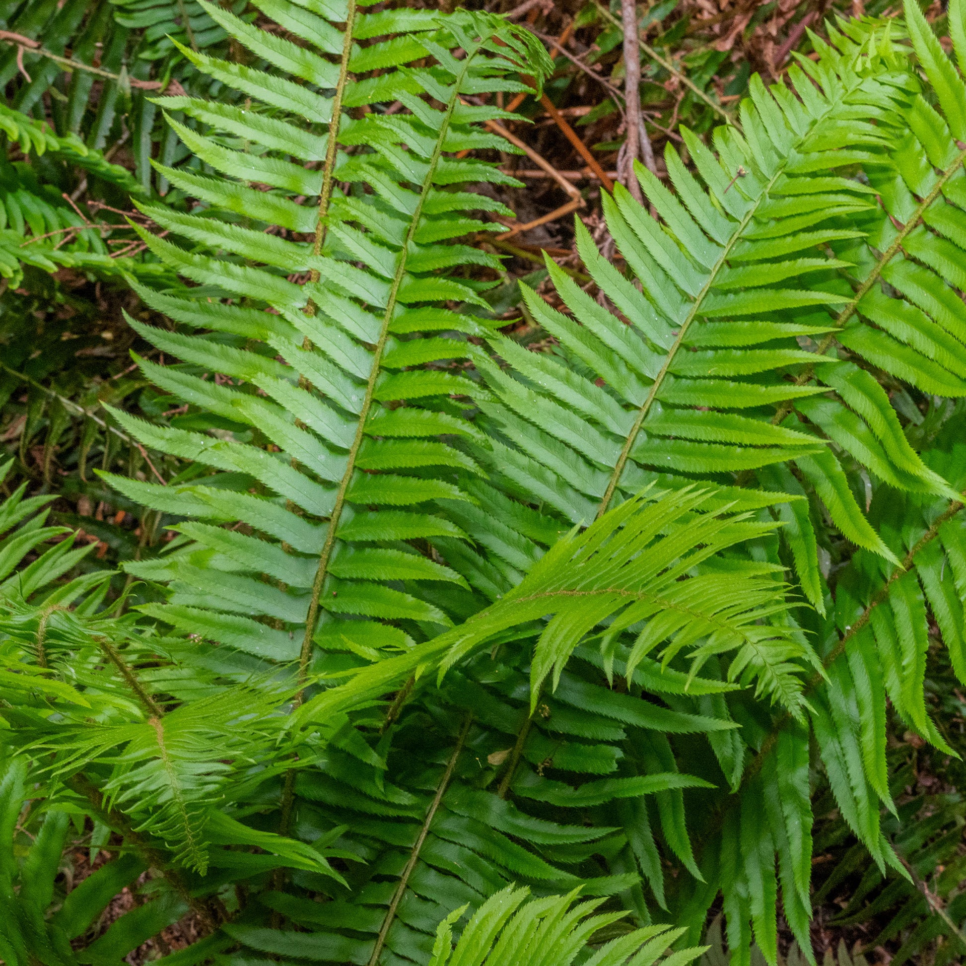 Westlicher Schwertfarn - Polystichum munitum - Bakker