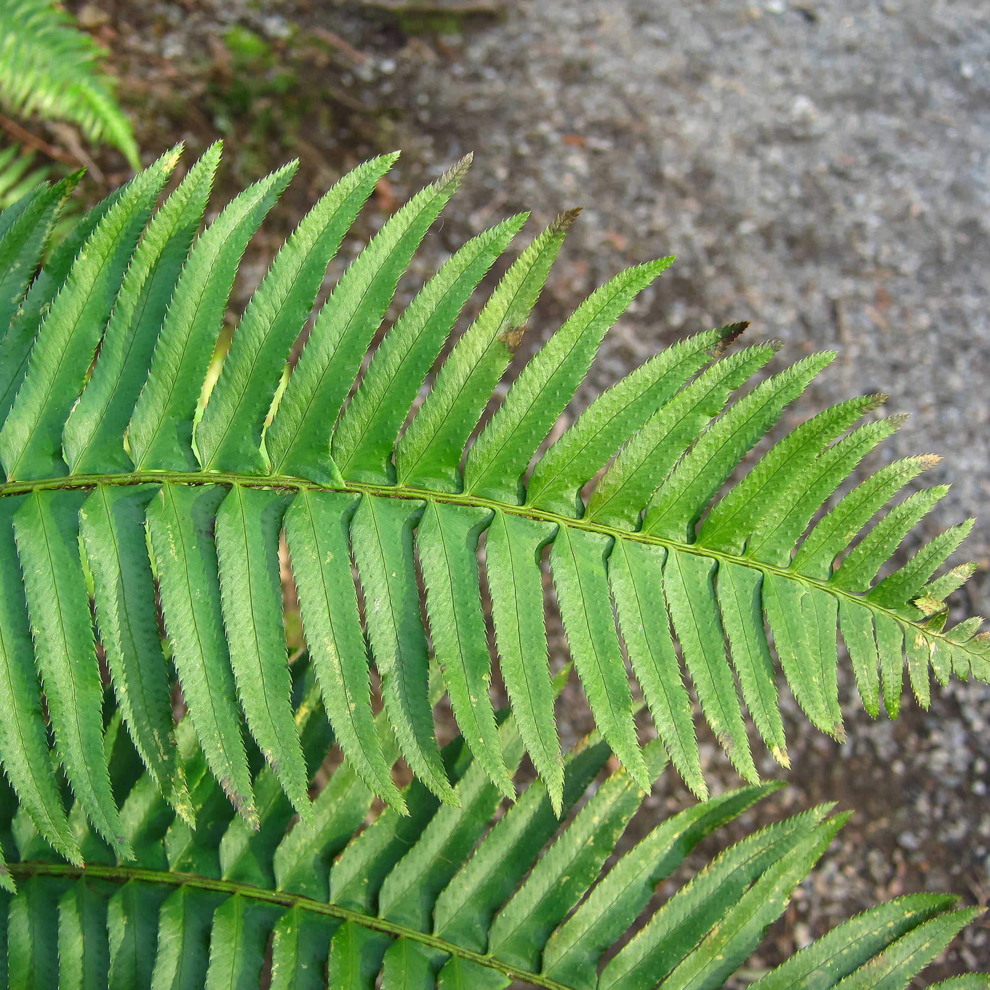 Polystichum munitum - Westlicher Schwertfarn - Stauden