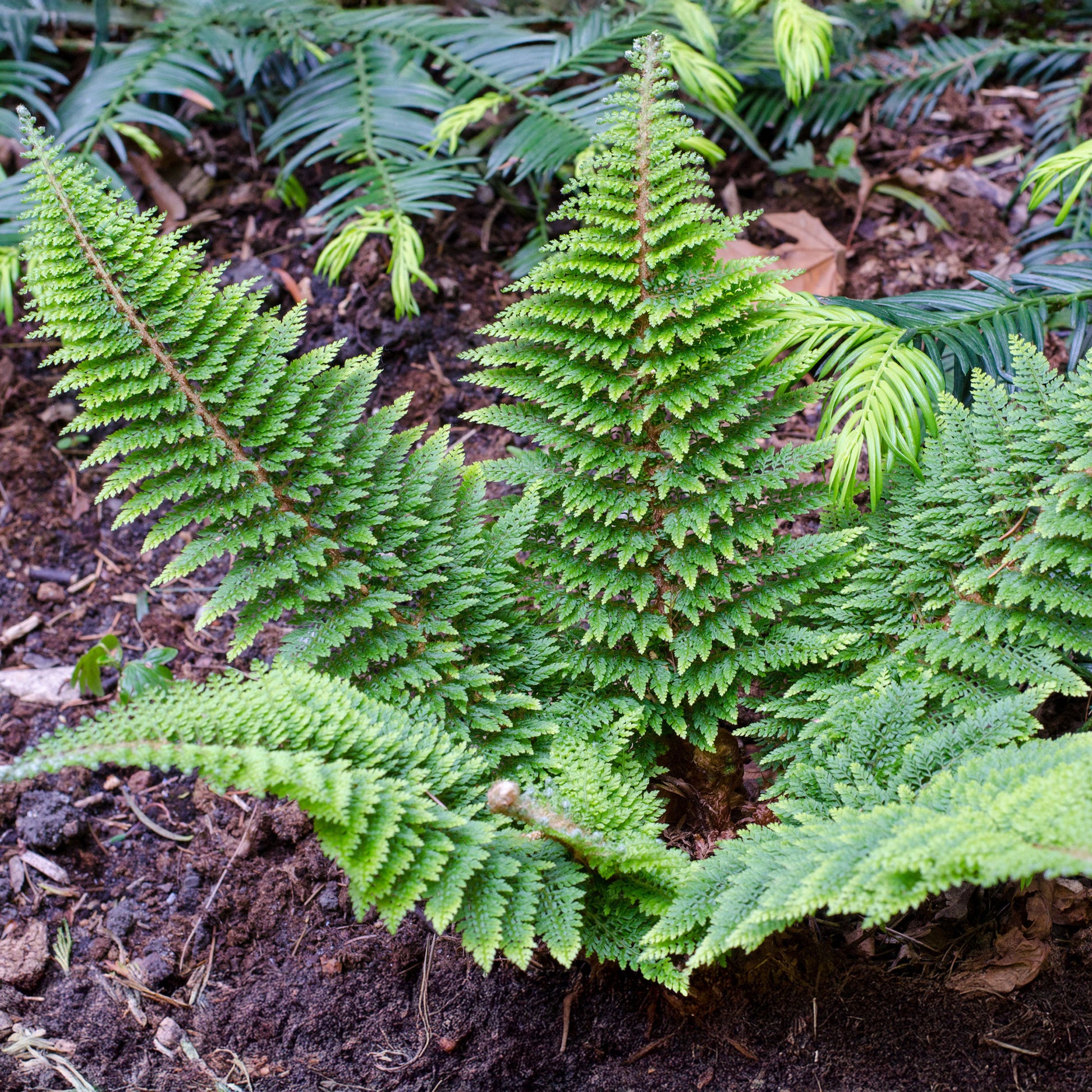 Polystichum setiferum plumoso-densum - Schwertfarn ‘Plumoso-Densum’ - Farne