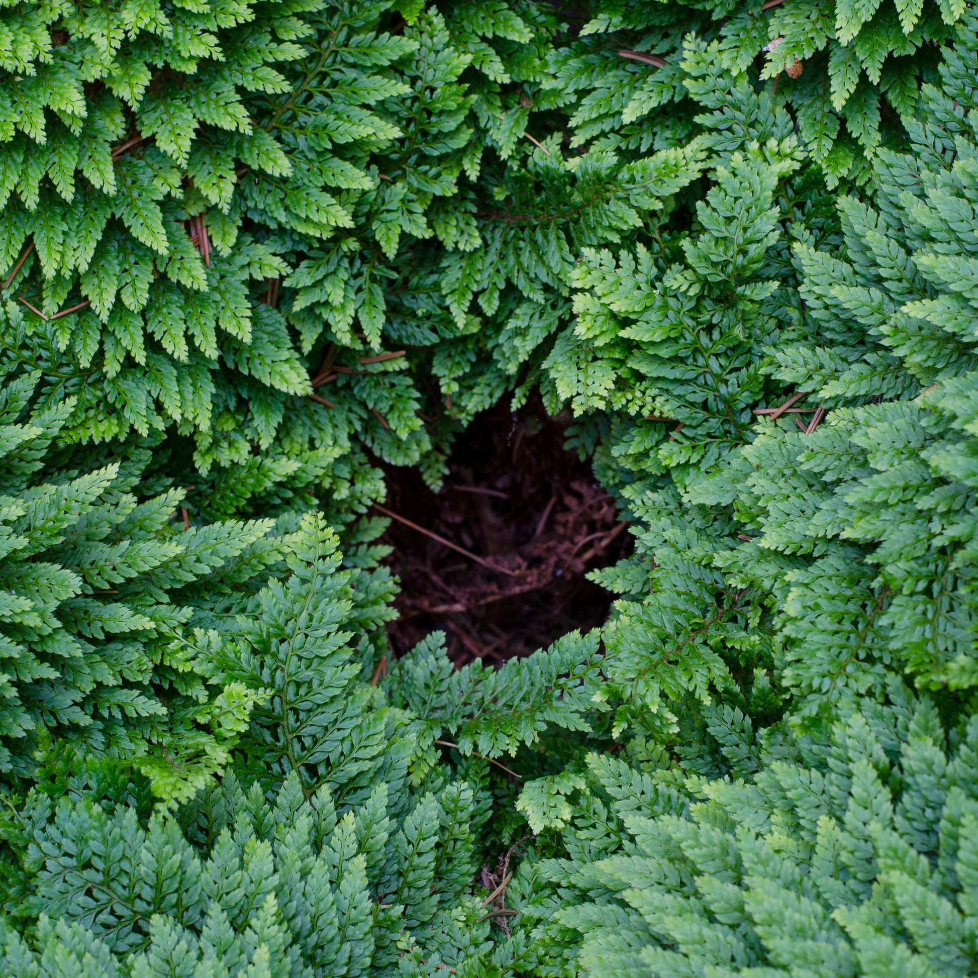 Farne - Schwertfarn ‘Plumoso-Densum’ - Polystichum setiferum plumoso-densum