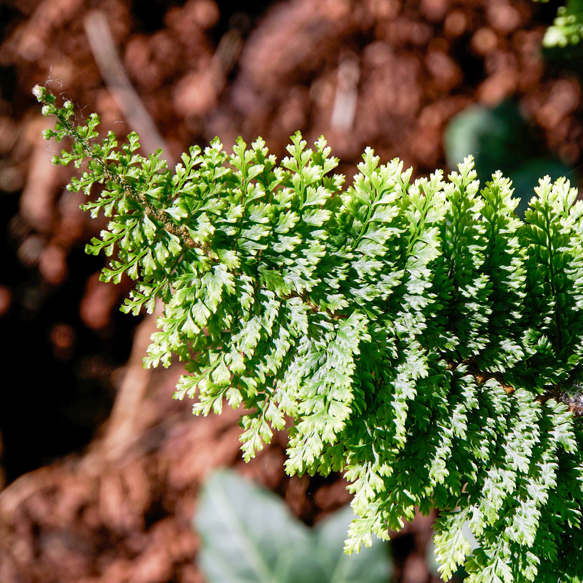 Schwertfarn ‘Plumoso-Densum’ - Polystichum setiferum plumoso-densum - Bakker
