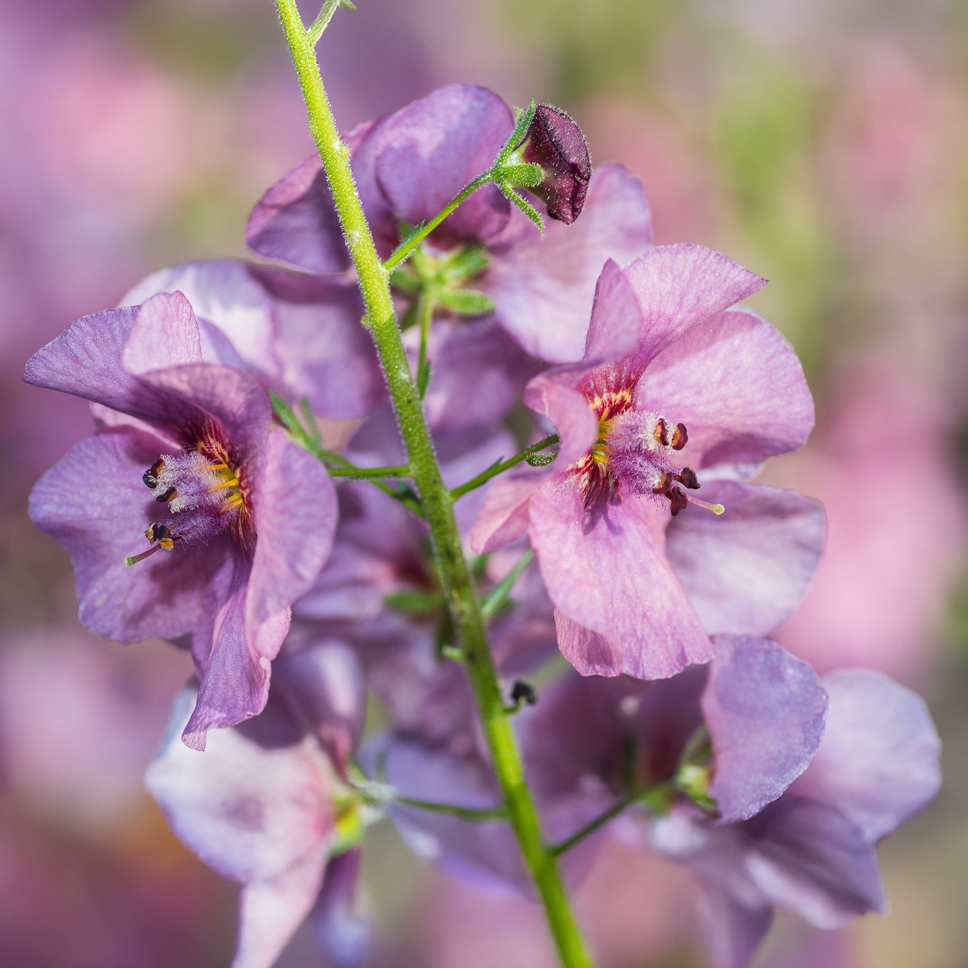 Königskerze Pink Domino - Verbascum Pink Domino - Bakker
