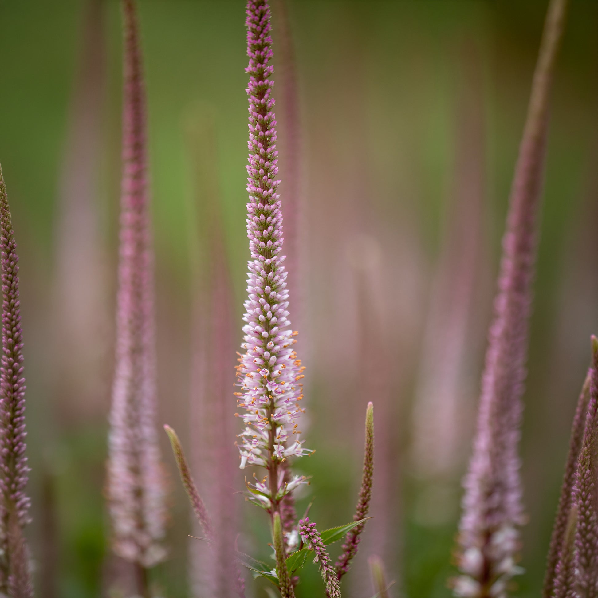 Kandelaber-Ehrenpreis Erika - Veronicastrum virginicum erika - Bakker