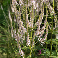 Veronicastrum virginicum roseum - Virginischer Ehrenpreis ‘Roseum’ - Stauden