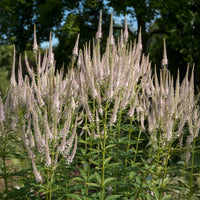 Virginischer Ehrenpreis ‘Roseum’ - Veronicastrum virginicum roseum - Bakker
