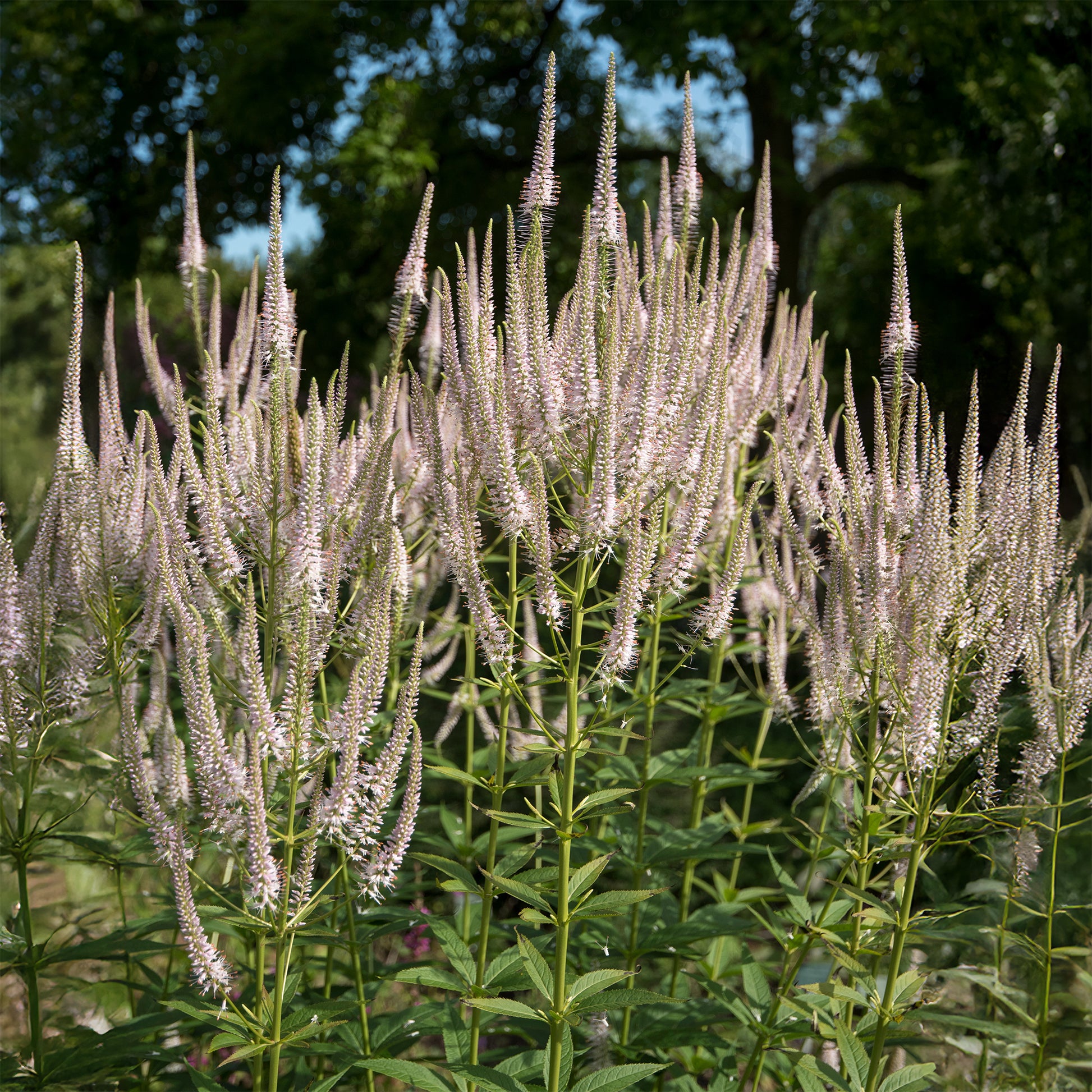 Virginischer Ehrenpreis ‘Roseum’ - Veronicastrum virginicum roseum - Bakker