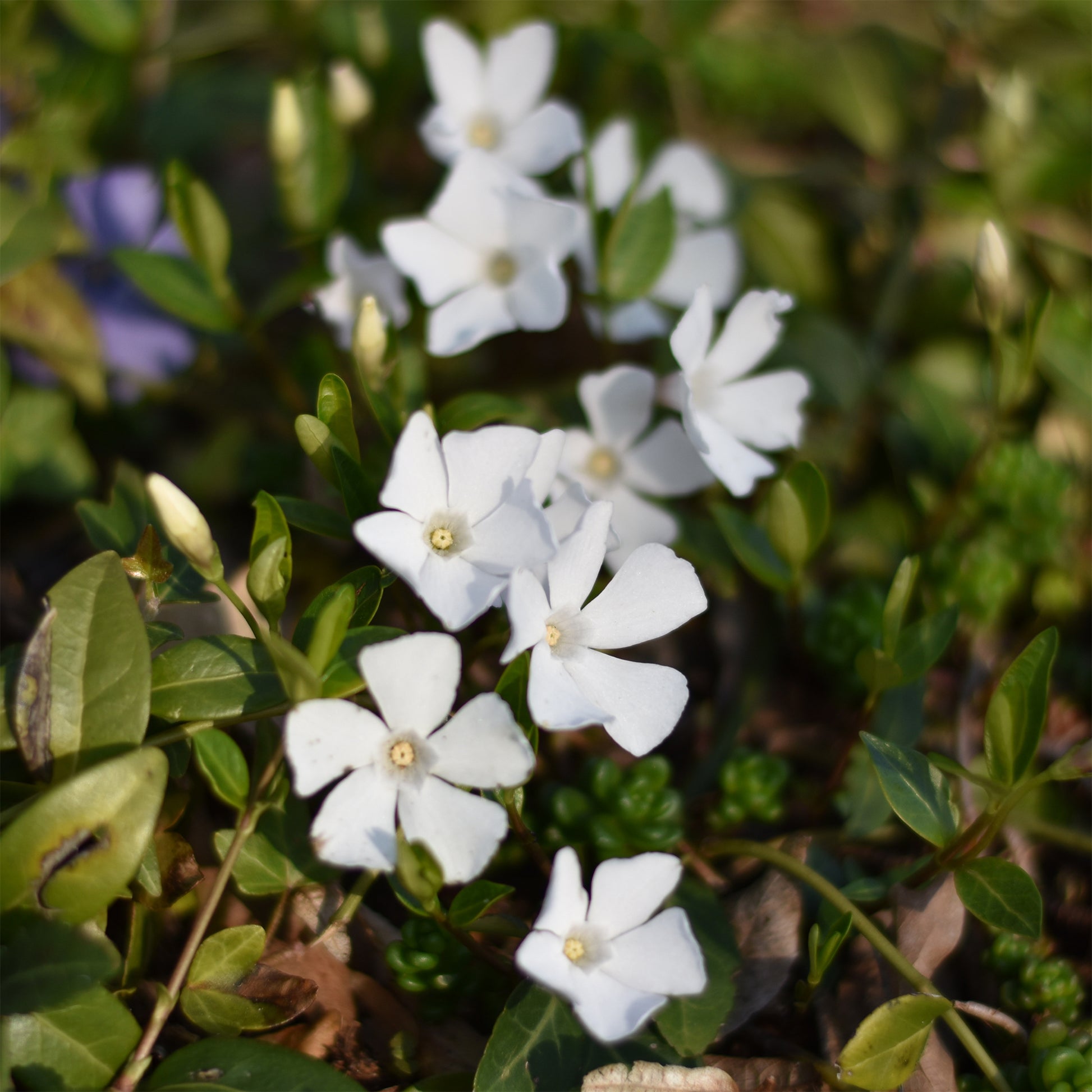Kleines Immergrün 'Alba' - Vinca minor alba - Bakker