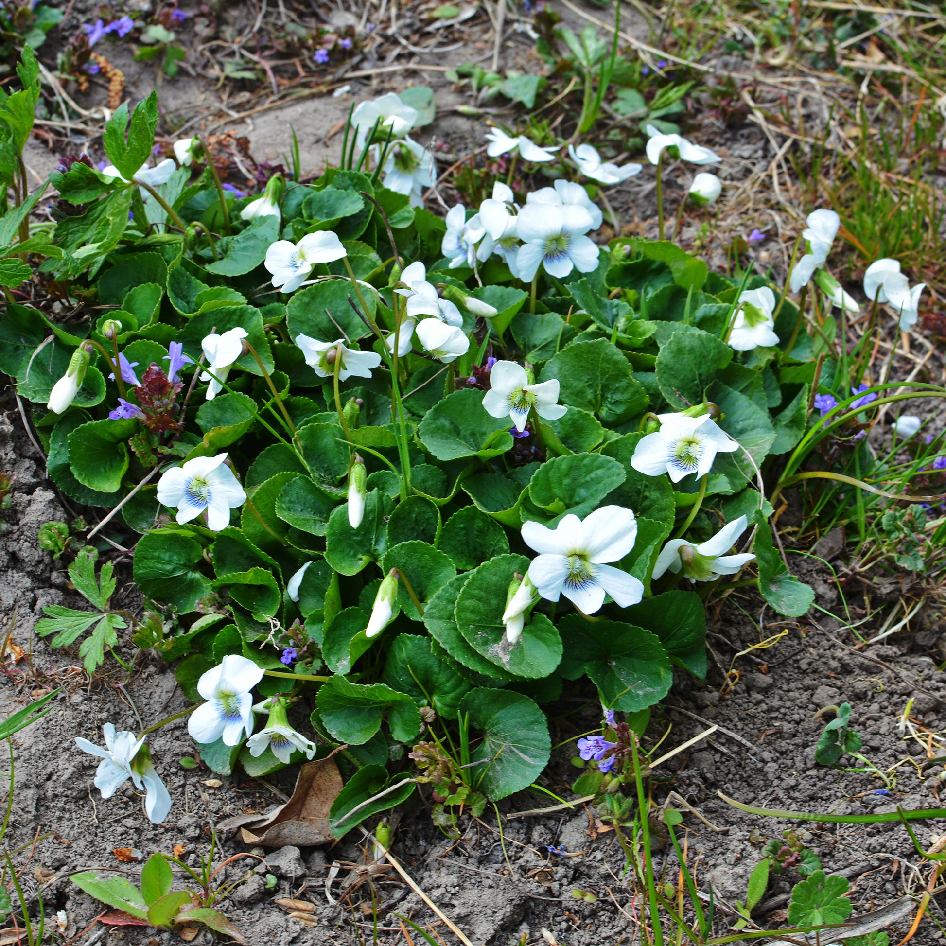 Viola odorata alba - Weißblühendes Duft-Veilchen - Blühende Stauden