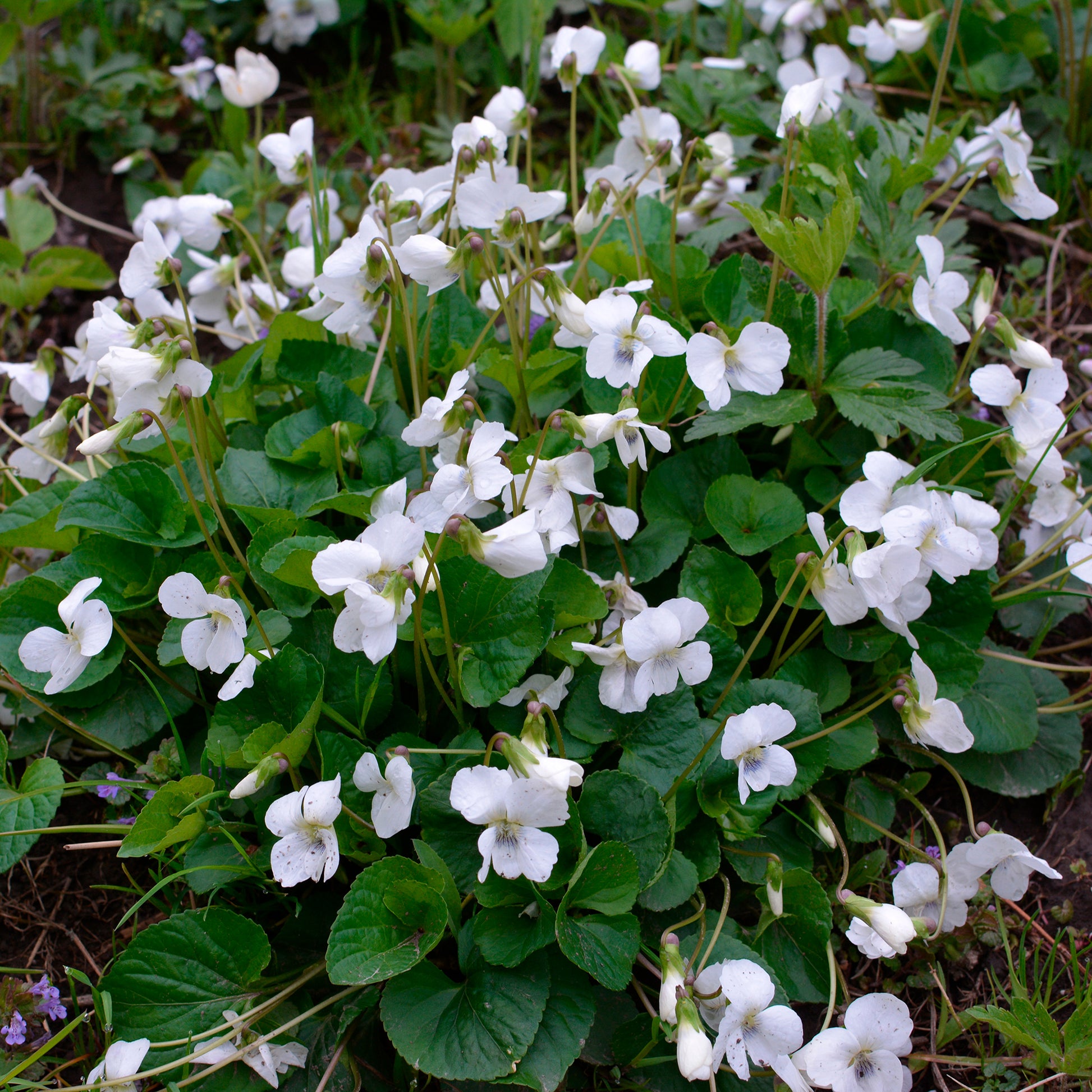 Weißblühendes Duft-Veilchen - Viola odorata alba - Bakker