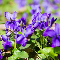 Duft Veilchen 'Königin Charlotte' - Viola odorata königin charlotte - Bakker