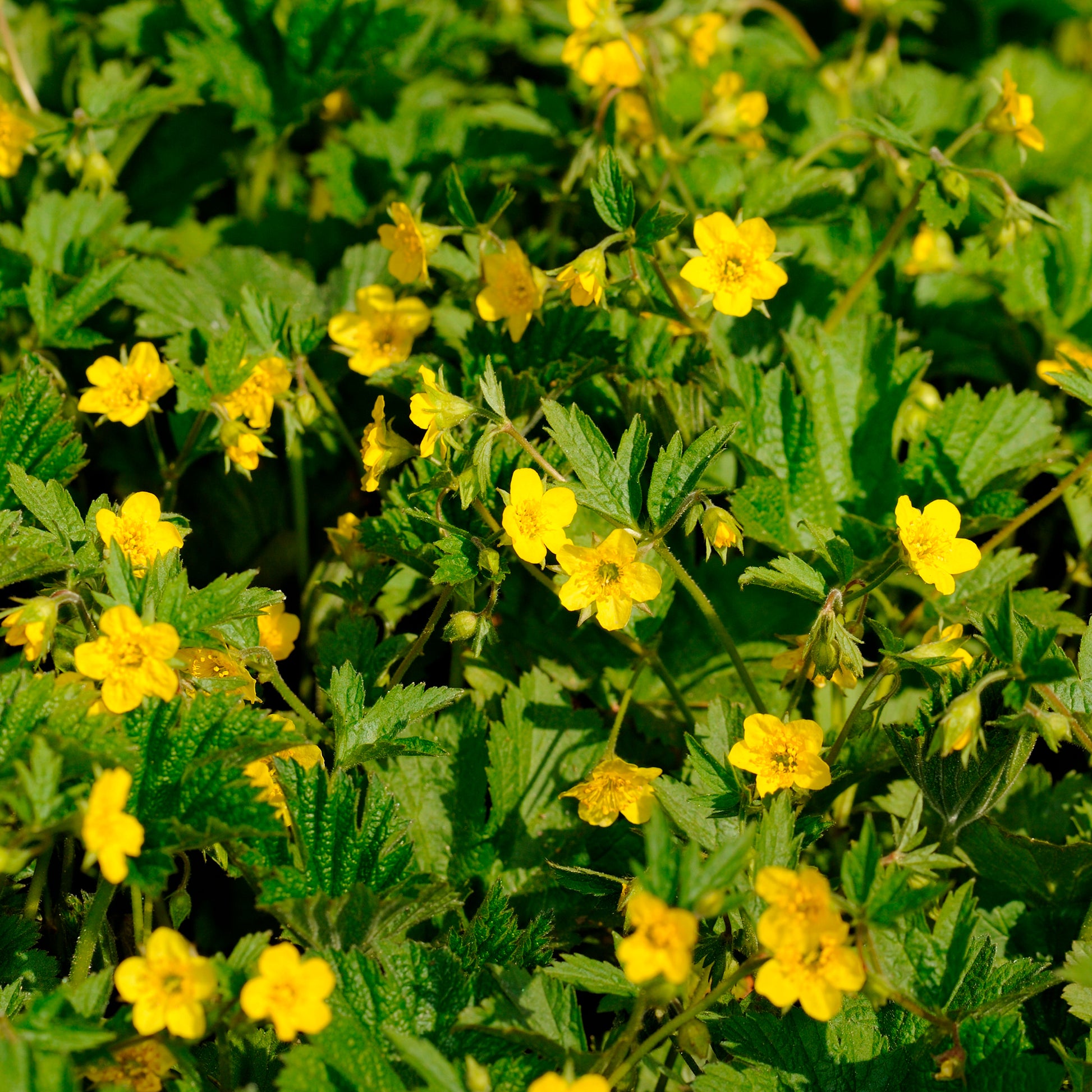 Waldsteinia geoides - Gelapptblättrige Waldsteinie - Stauden