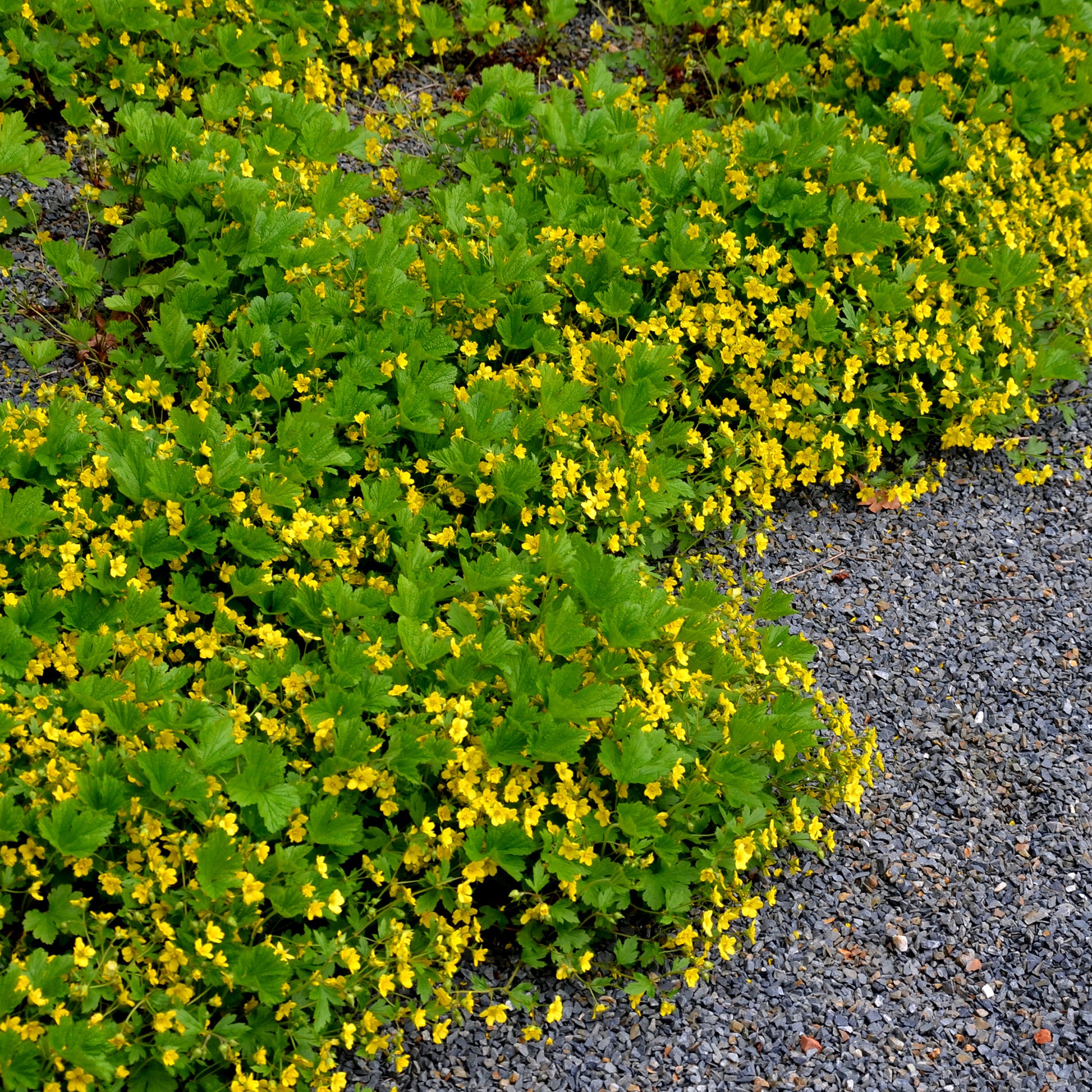 Gelapptblättrige Waldsteinie - Bakker