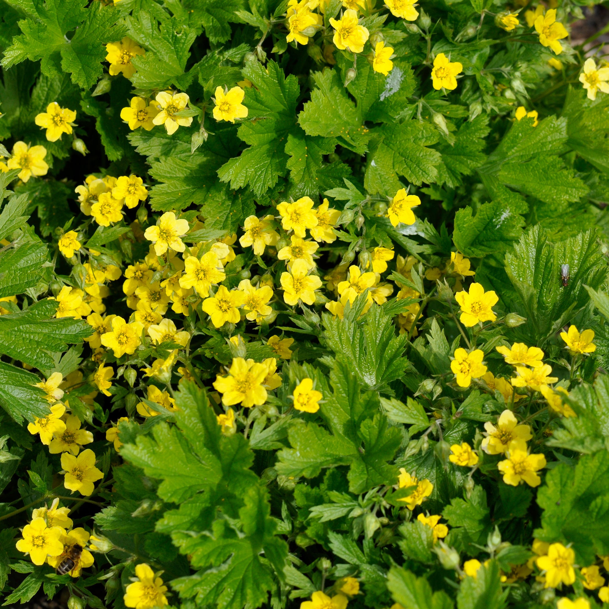 Gelapptblättrige Waldsteinie - Waldsteinia geoides - Bakker
