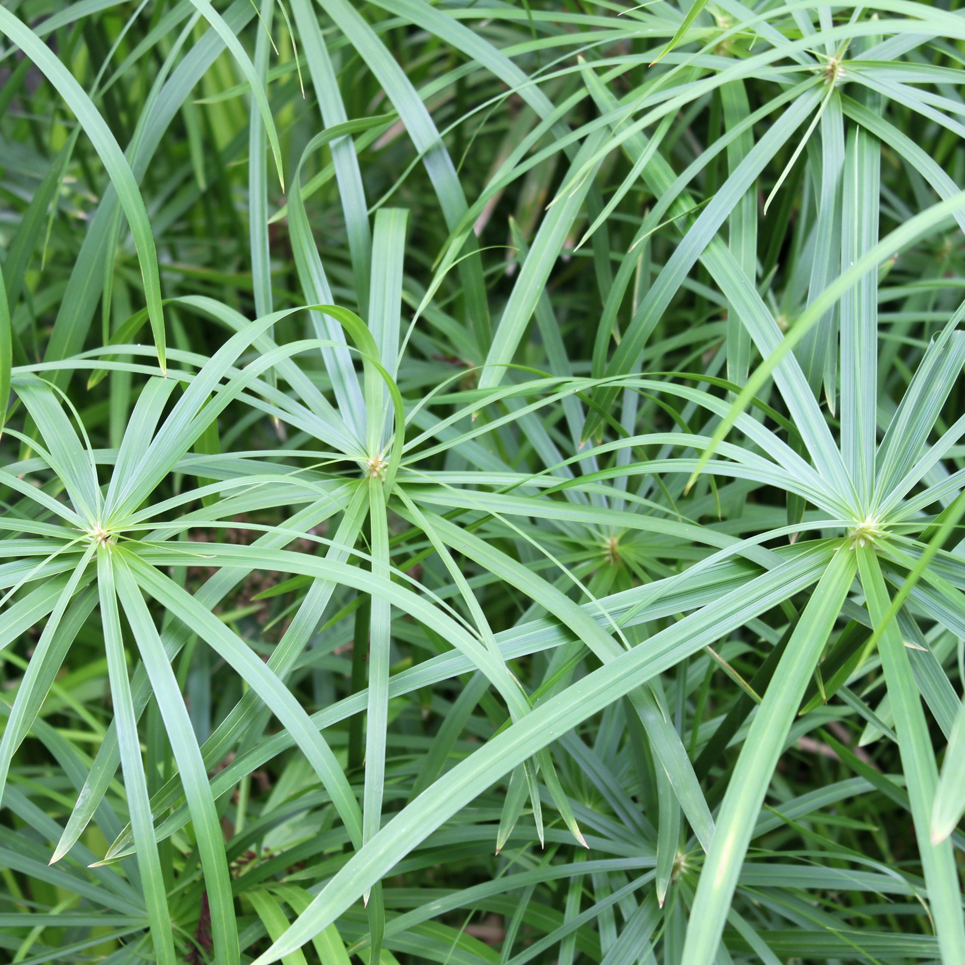 Cyperus longus - Wohlriechende Erdmandel - Gräser