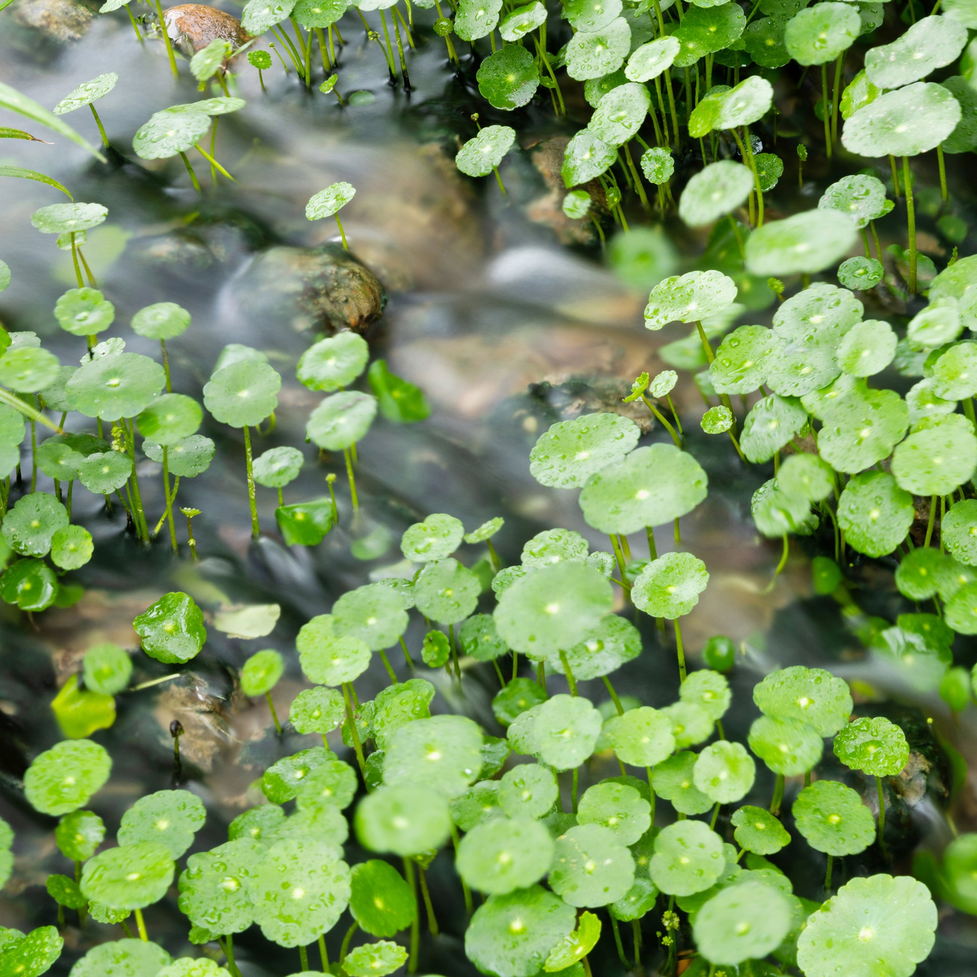 Hydrocotyle vulgaris - Wassernabel - Gräser