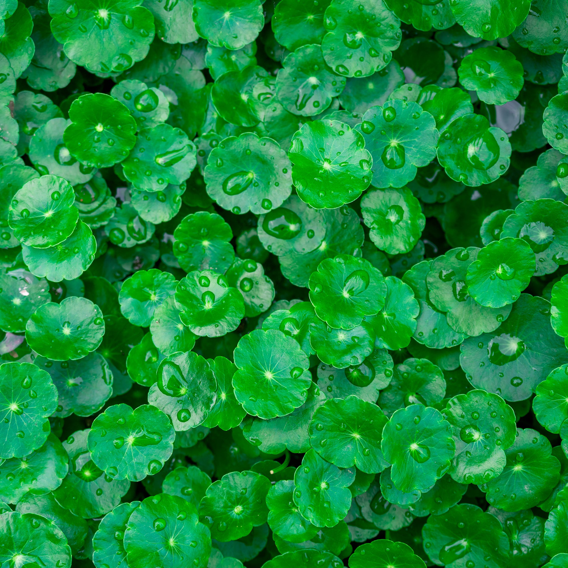Gräser - Wassernabel - Hydrocotyle vulgaris