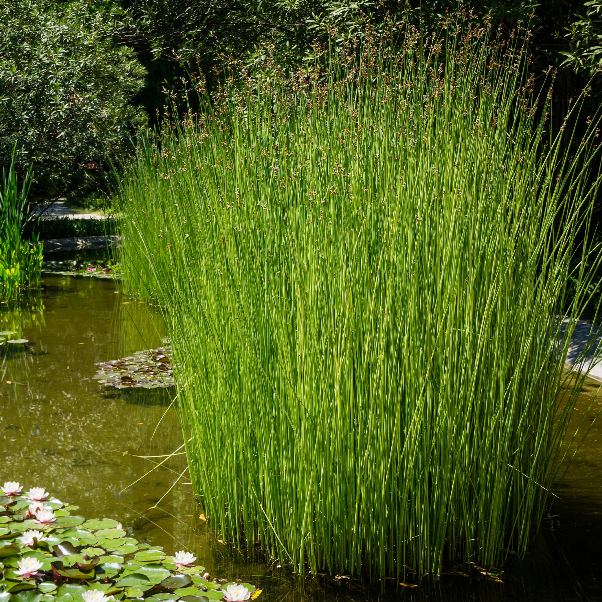 Teichbinse - Schoenoplectus lacustris - Bakker