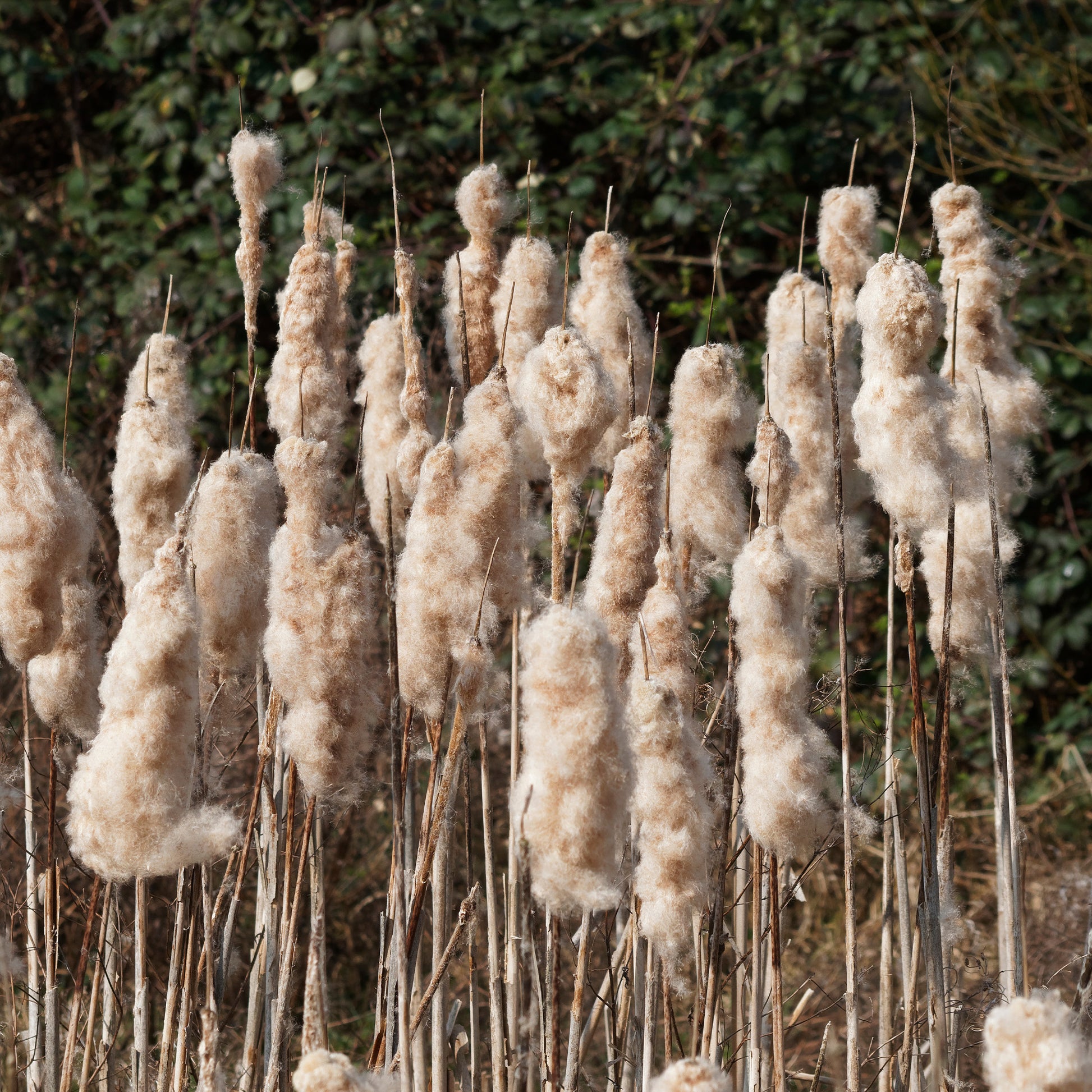 Typha latifolia - Breitblättriger Rohrkolben - Schilfe