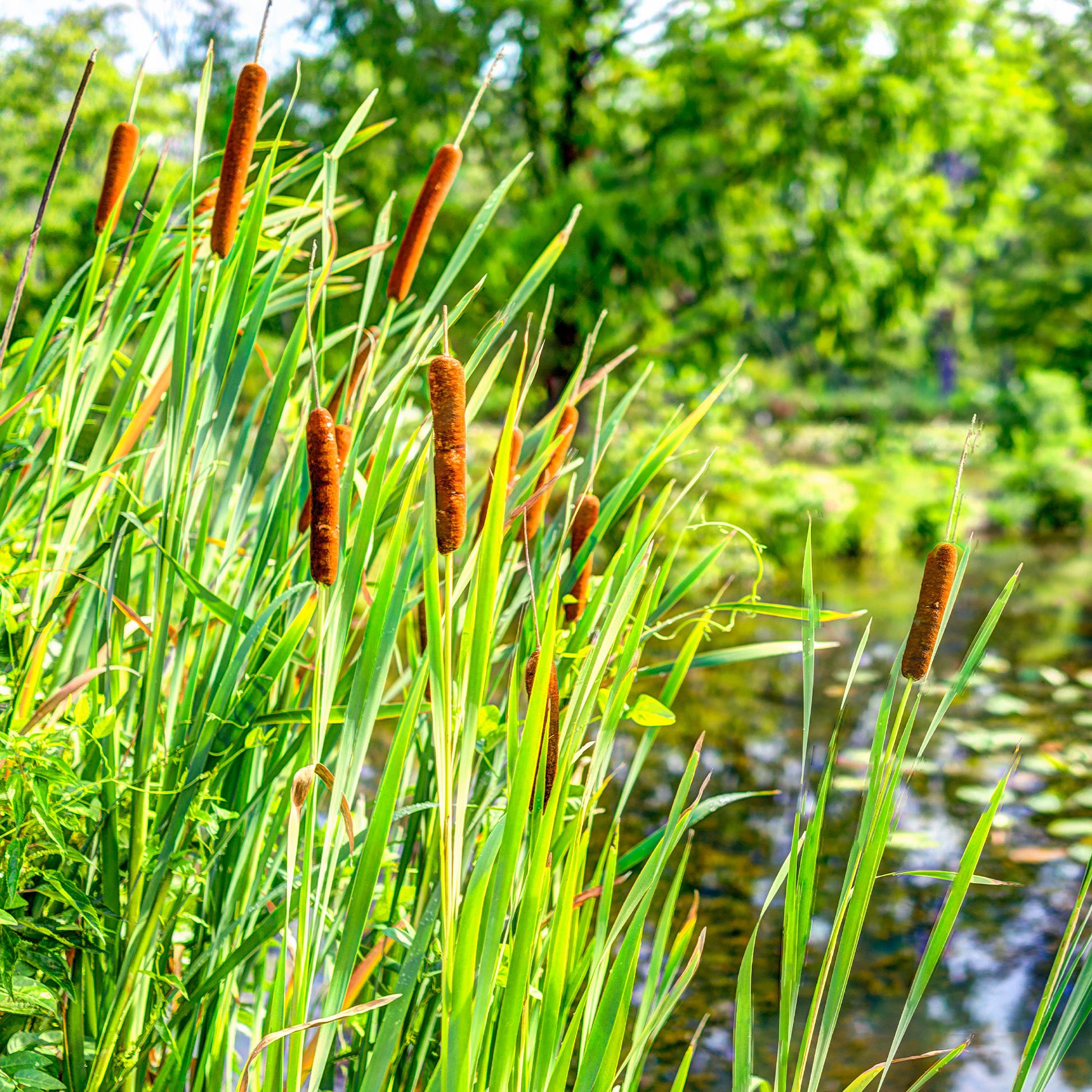 Verkauf Breitblättriger Rohrkolben - Typha latifolia