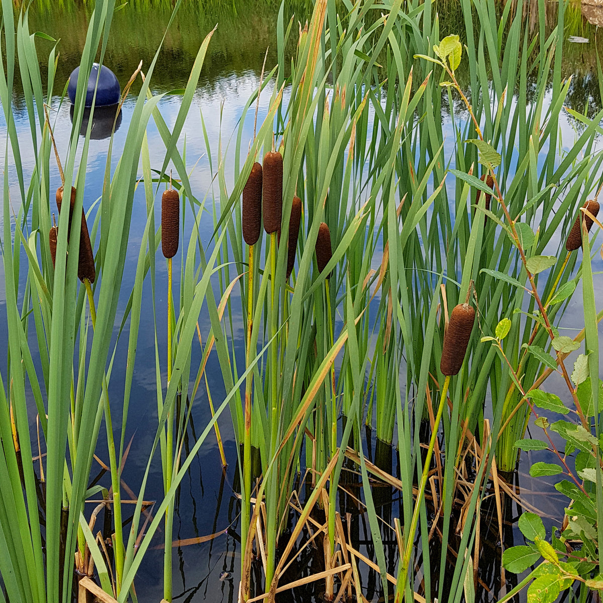 Schilfe - Laxmanns Rohrkolben - Typha laxmannii