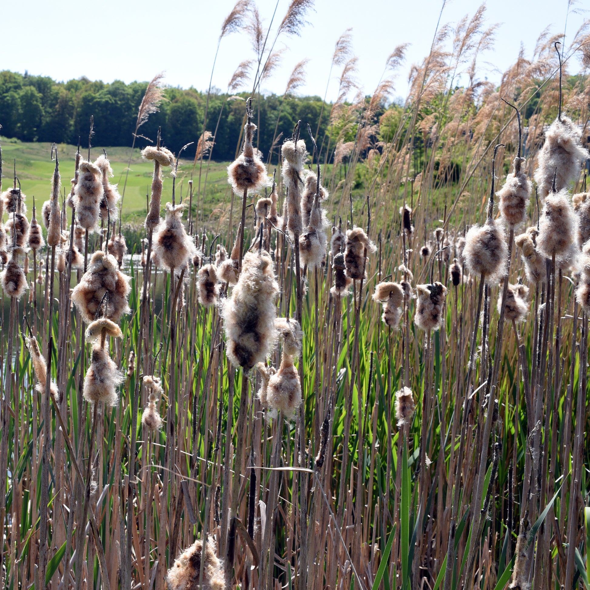 Typha laxmannii - Laxmanns Rohrkolben - Schilfe