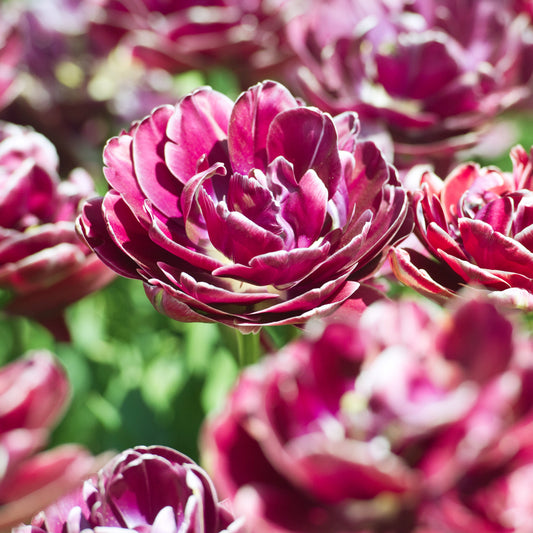 Tulpe Dream Touch (x7) - Bakker