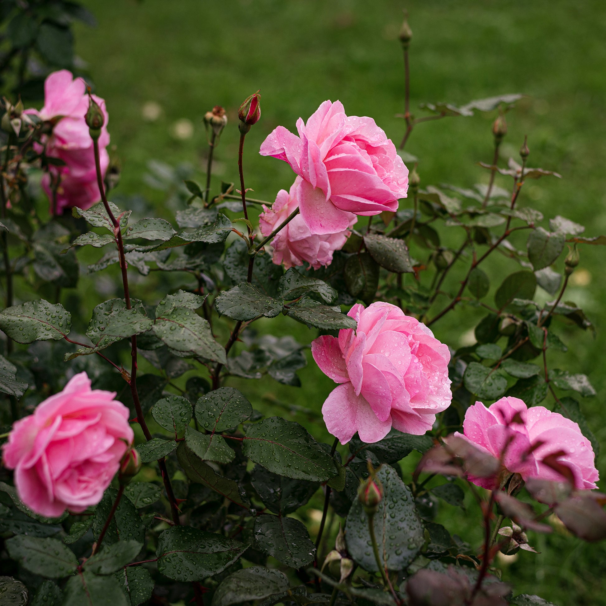 Verkauf Rose Queen Elisabeth - Rosa Queen Elisabeth
