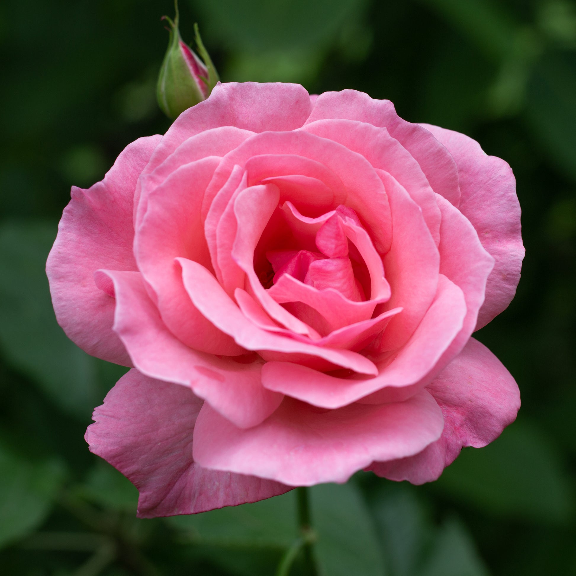 Rosa Queen Elisabeth - Rose Queen Elisabeth - Rosen