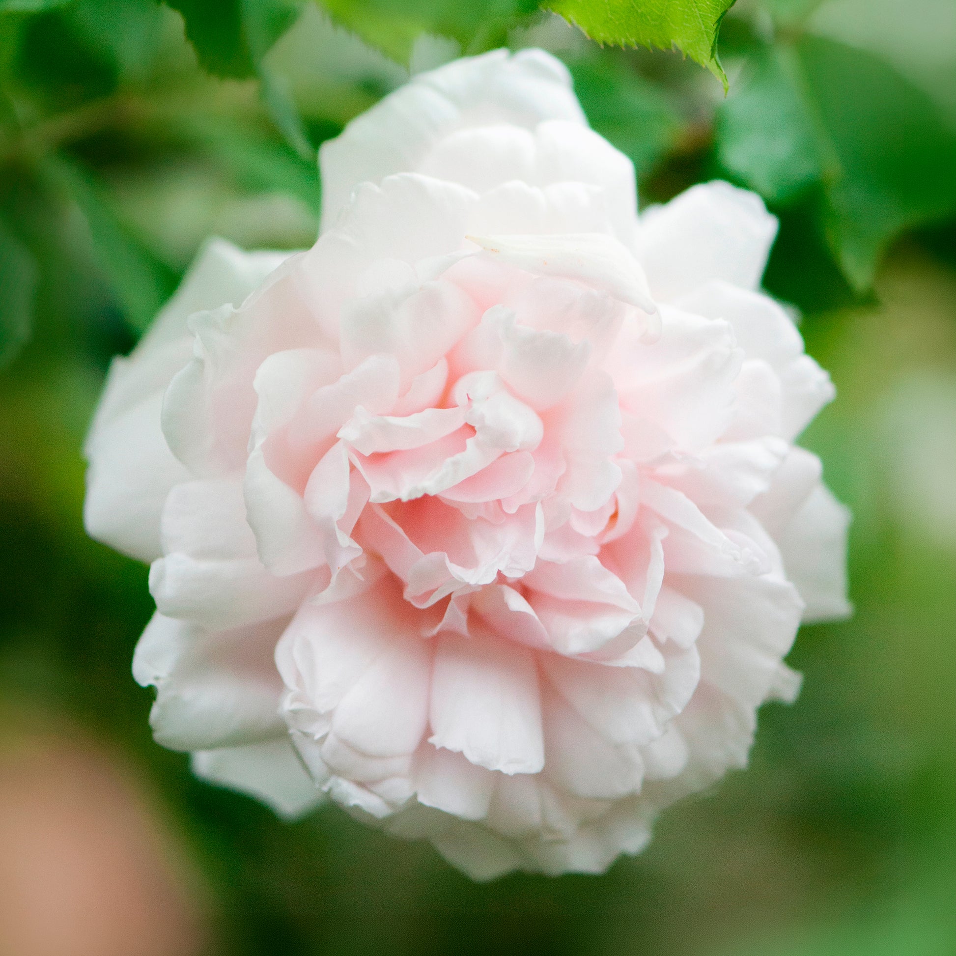 Rosa grimpant mme alfred carrière - Kletterrose Madame Alfred Carrière - Kletterrosen