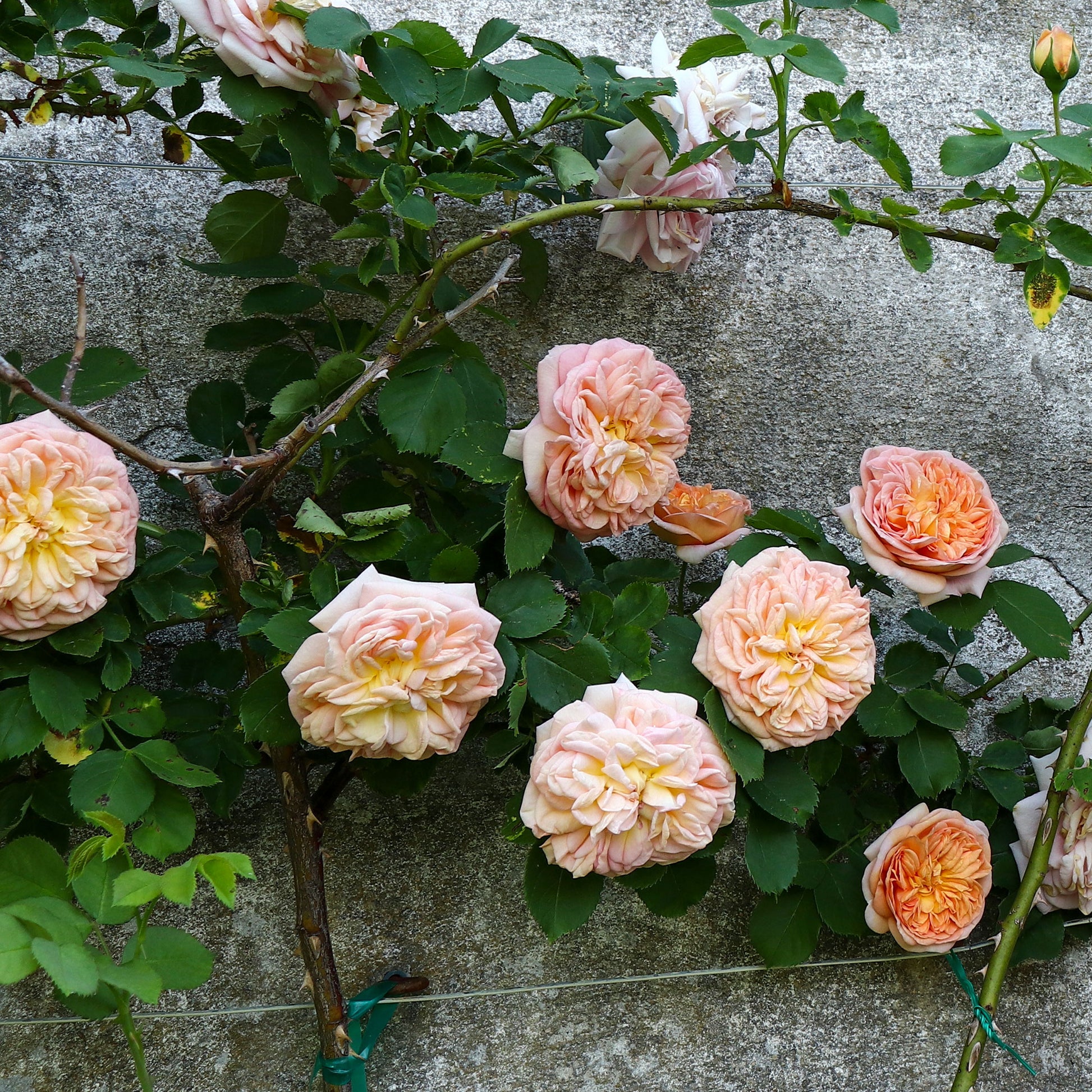 Kletterrose ‘Gloire de Dijon’ - Rosa grimpant gloire de dijon - Bakker