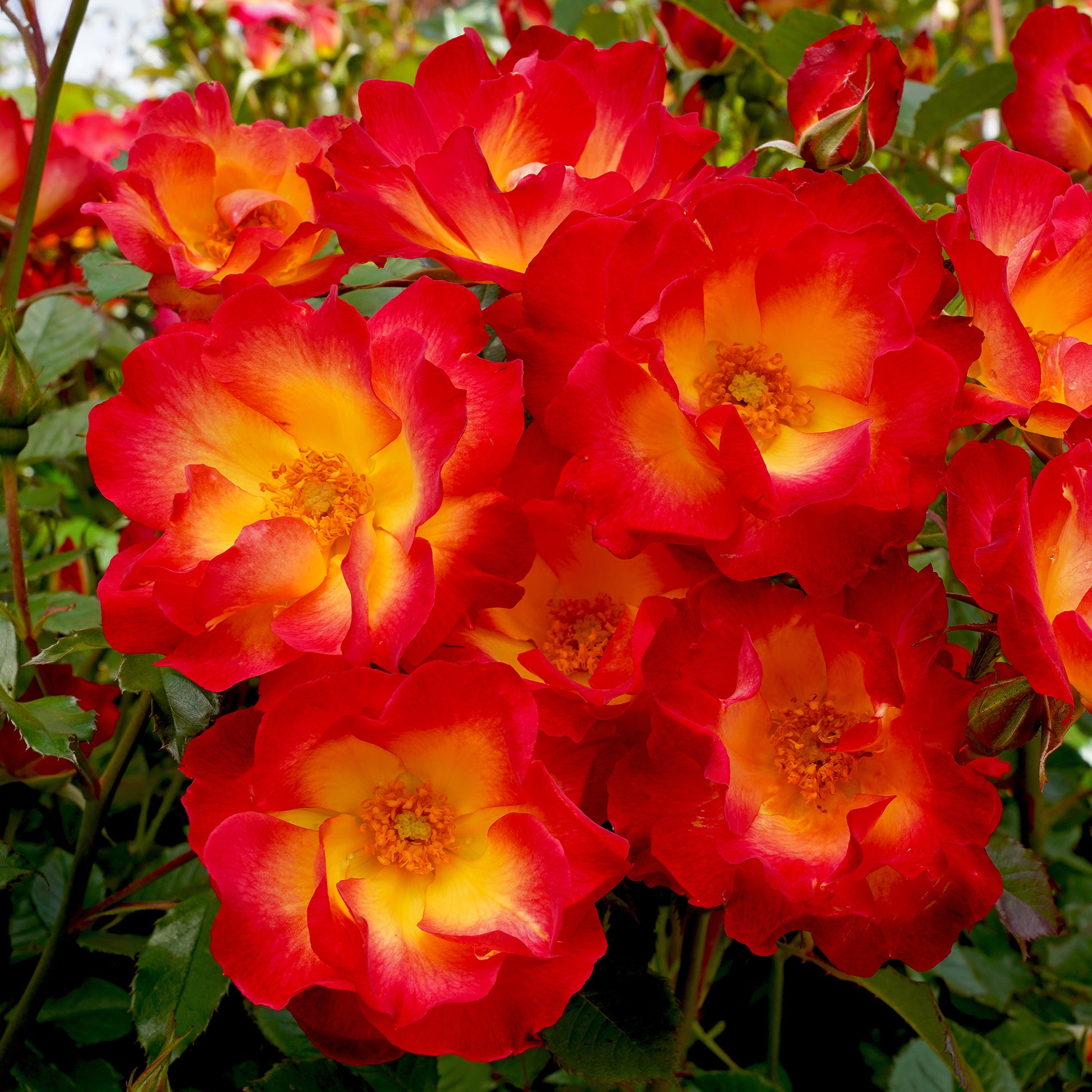 Rosenstrauch Summer of Love® - Bakker