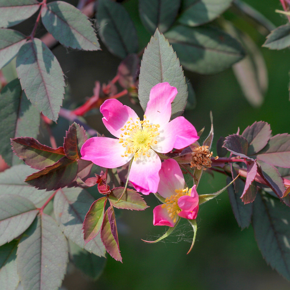 Rotblatt-Rose Glauca - Rosa glauca - Bakker