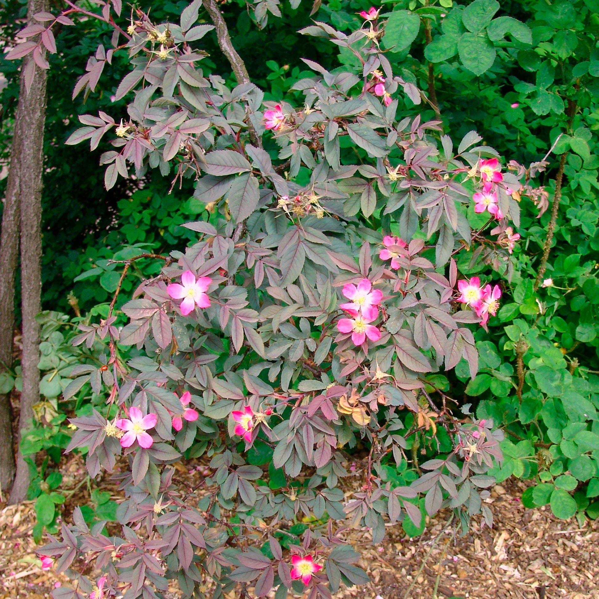 Rosa glauca - Rotblatt-Rose Glauca - Rosen