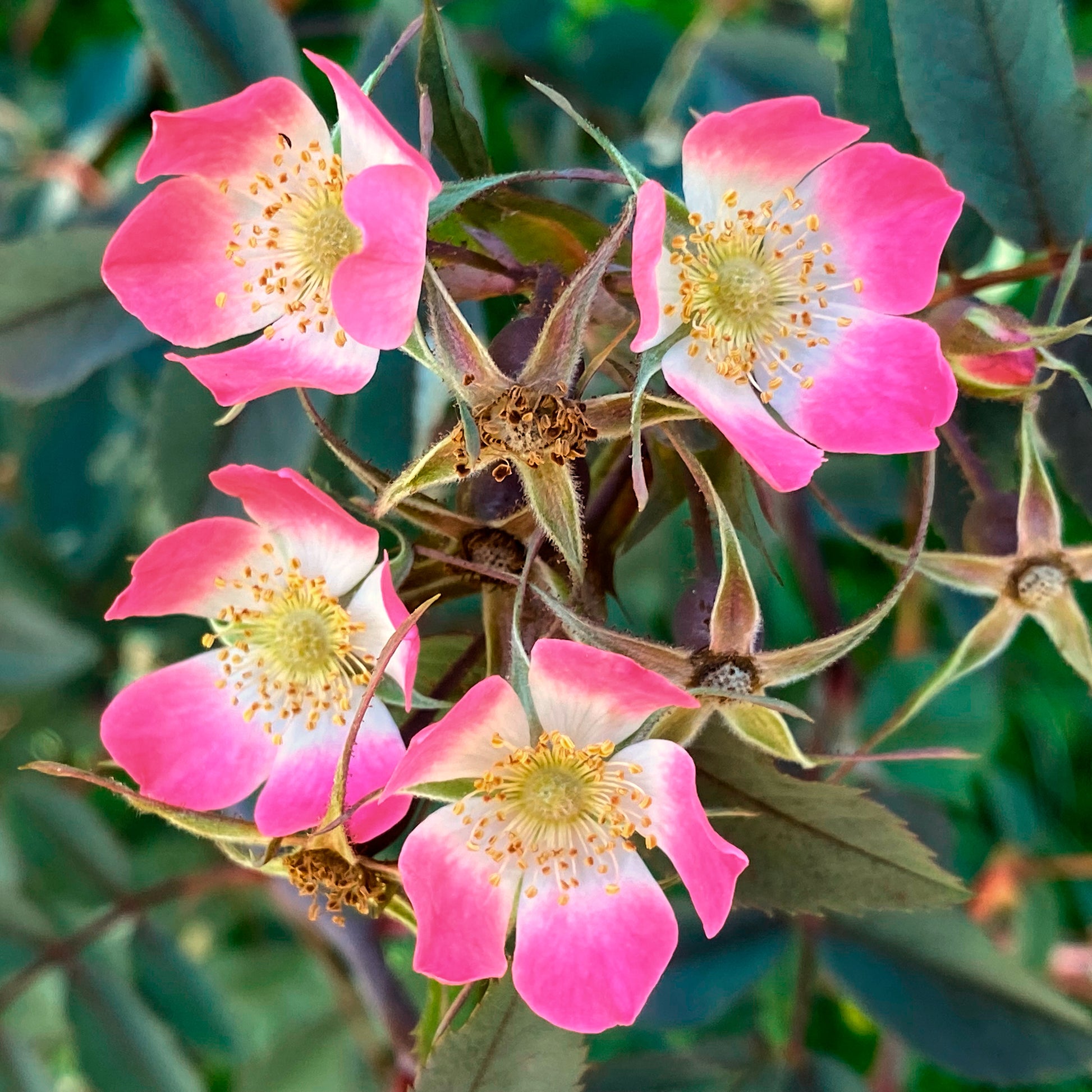 Verkauf Rotblatt-Rose Glauca - Rosa glauca