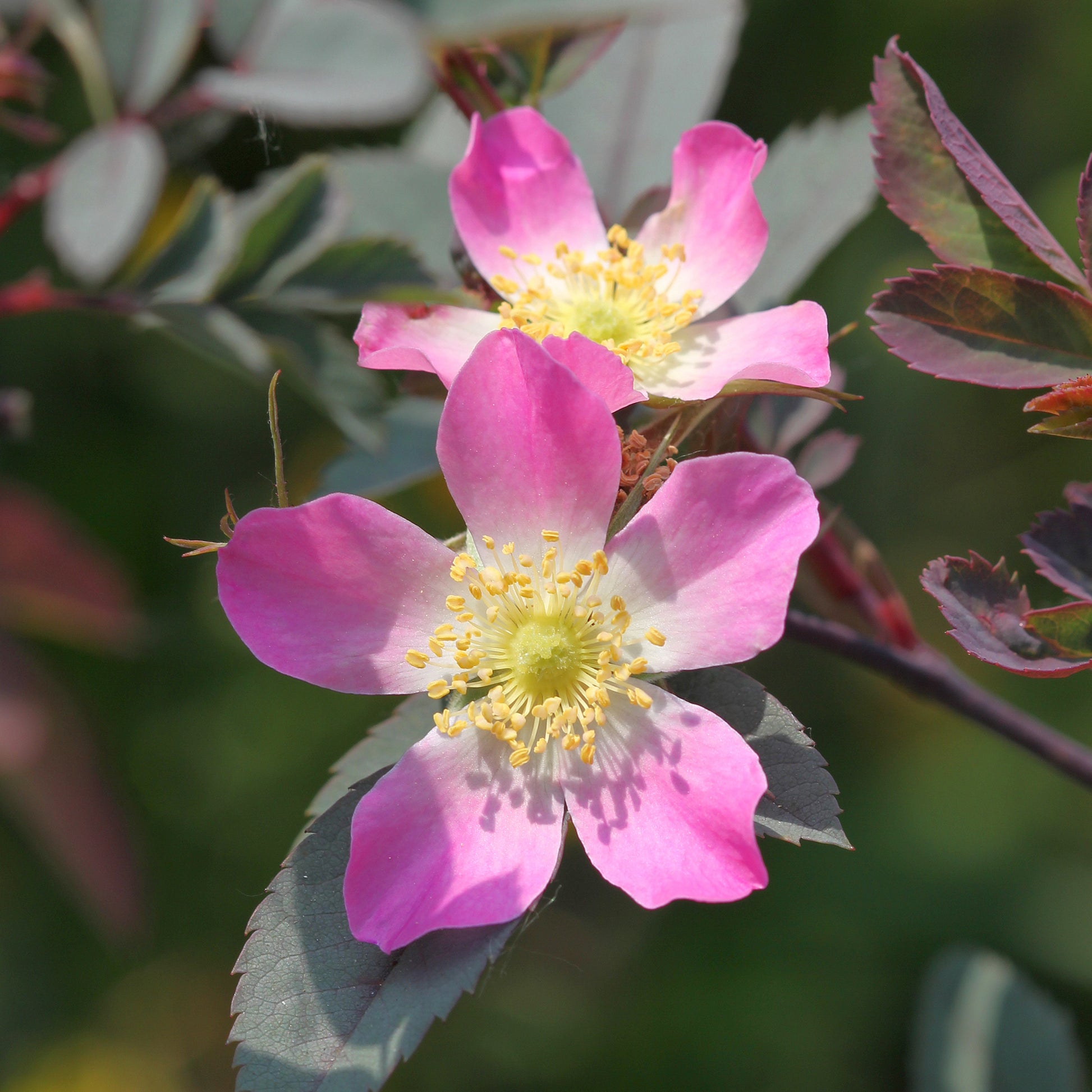 Rosen - Rotblatt-Rose Glauca - Rosa glauca