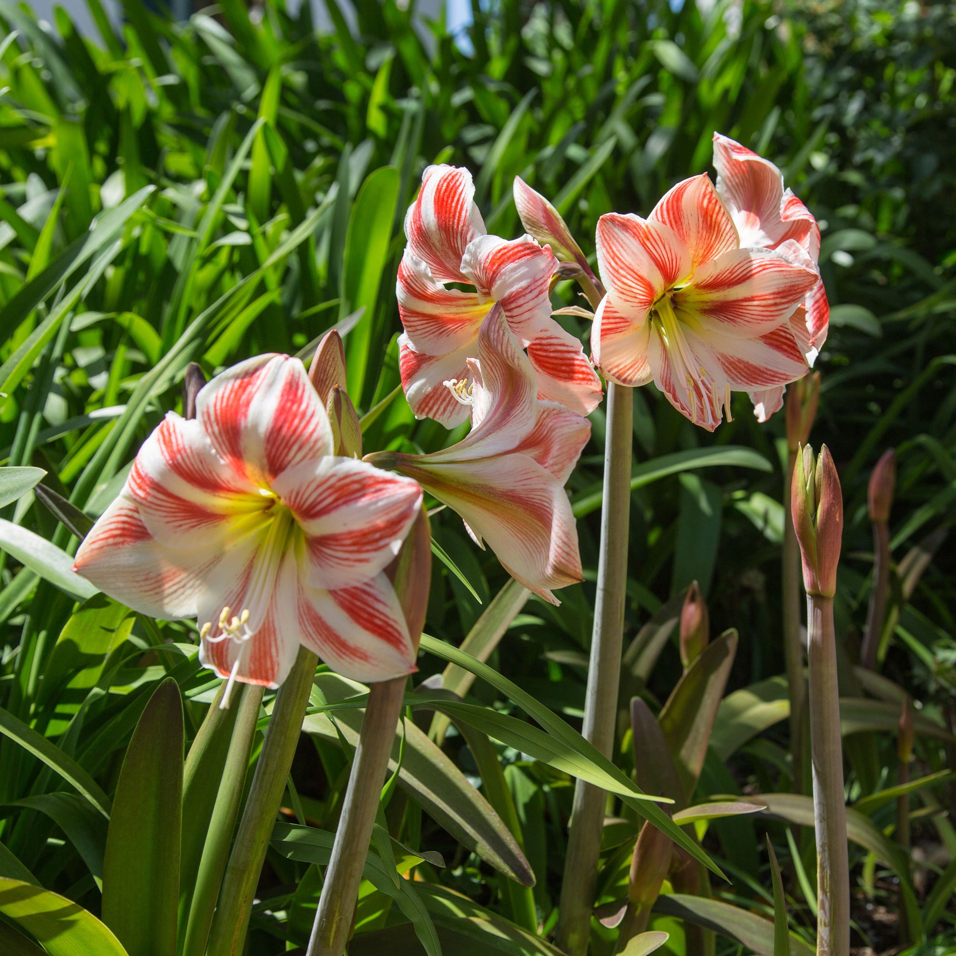 Amaryllis Happy Nymph - Amaryllis happy nymph - Bakker