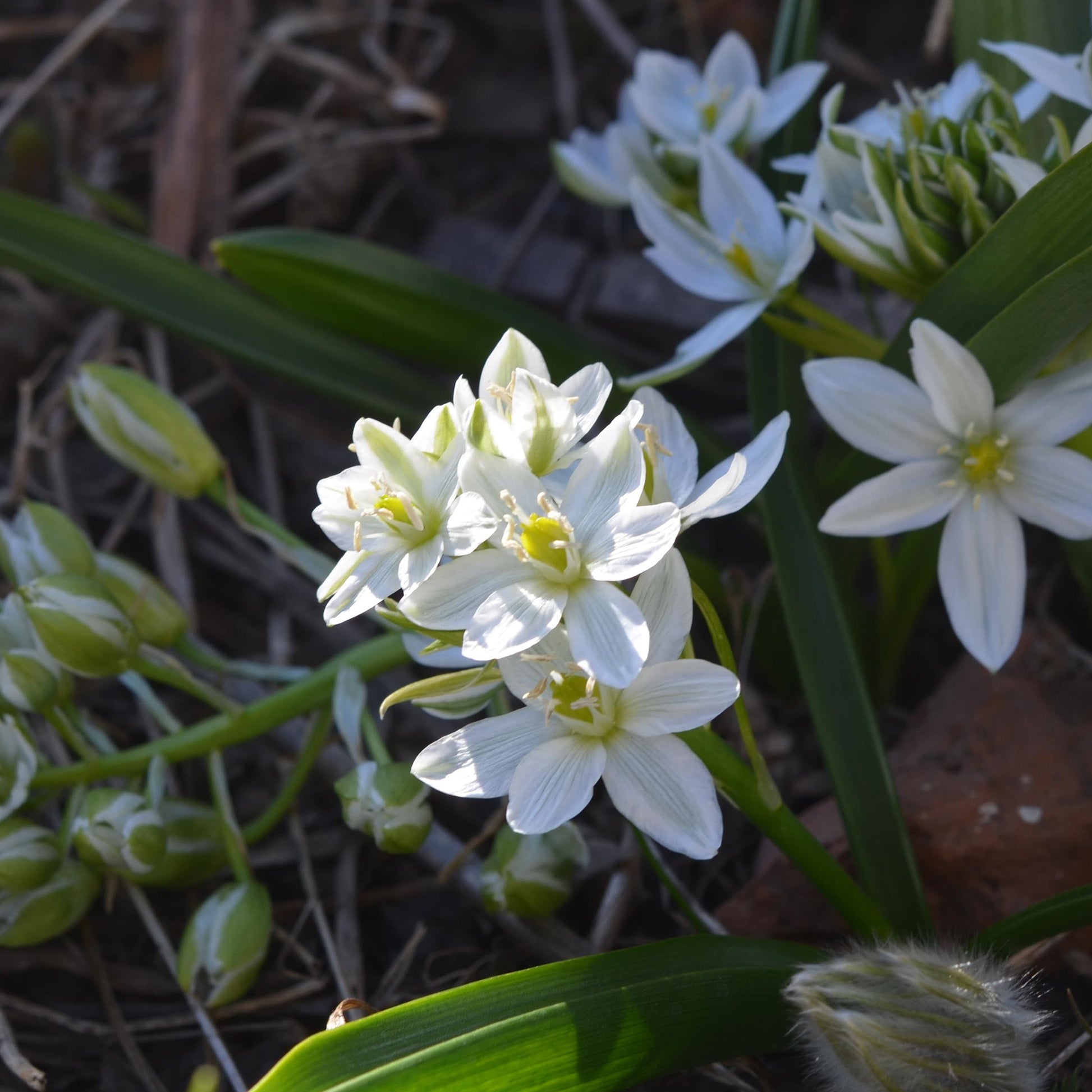 Frühlingszwiebeln - Milchstern (x20) - Ornithogalum balansae