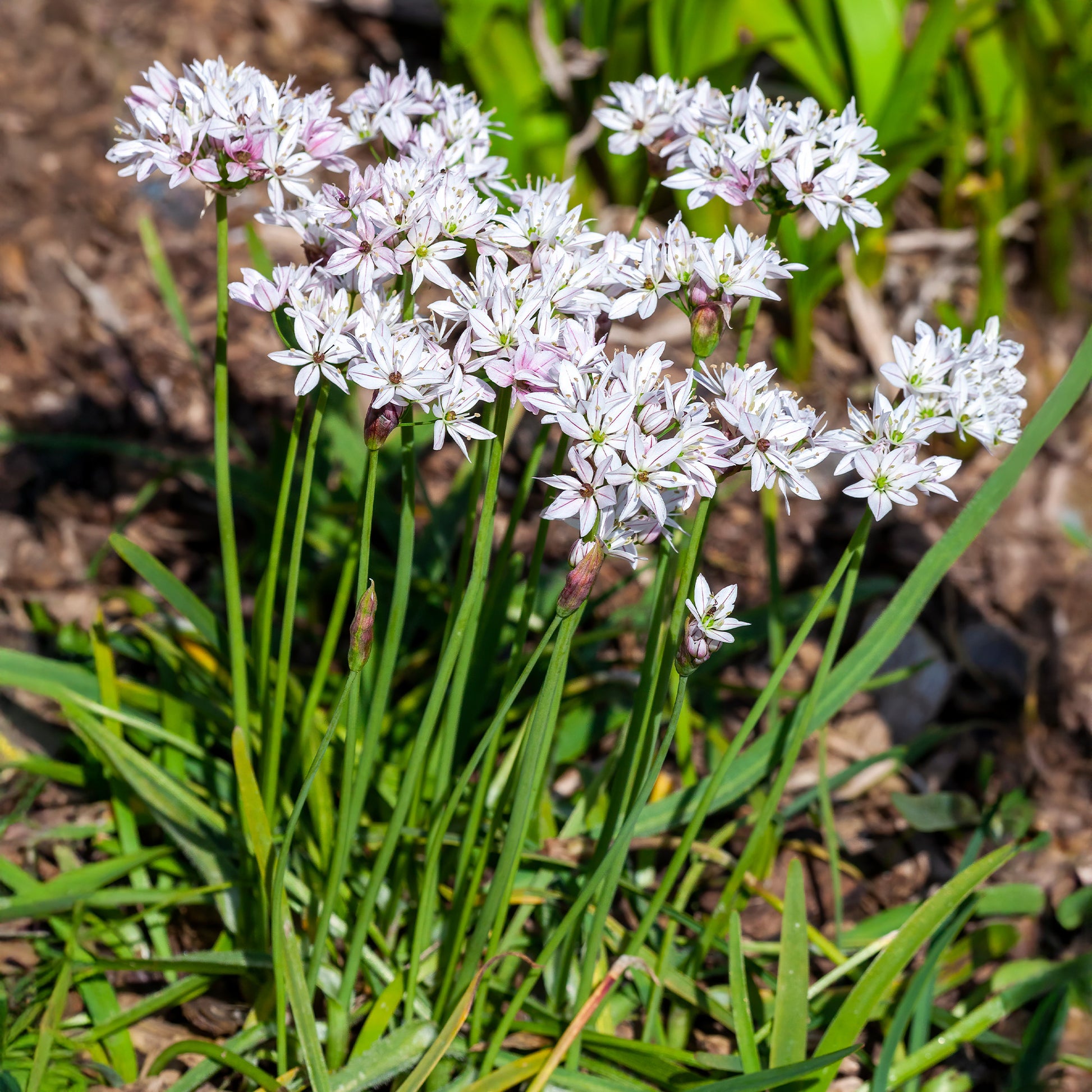 Allium-Zwiebeln - Zierlauch ‘Chameleon’ (x25) - Allium cameleon