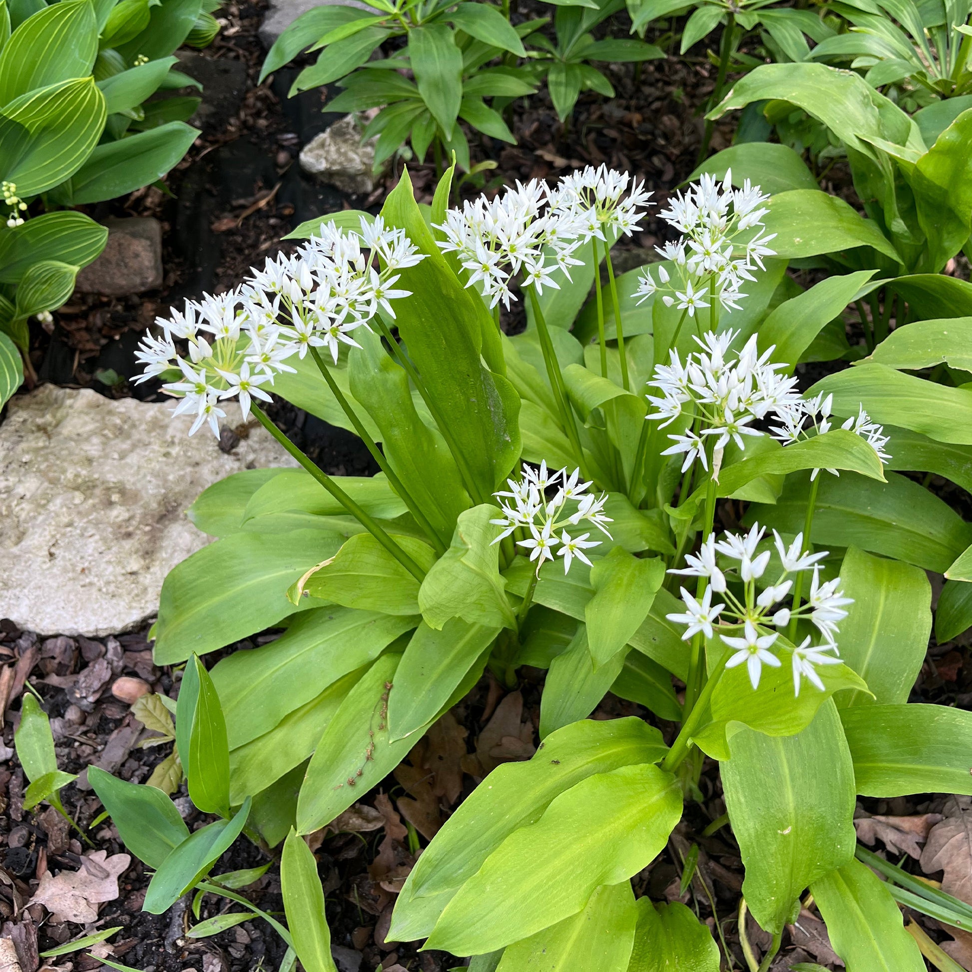 Allium ursinum - Bärlauch - Knoblauchzwiebeln