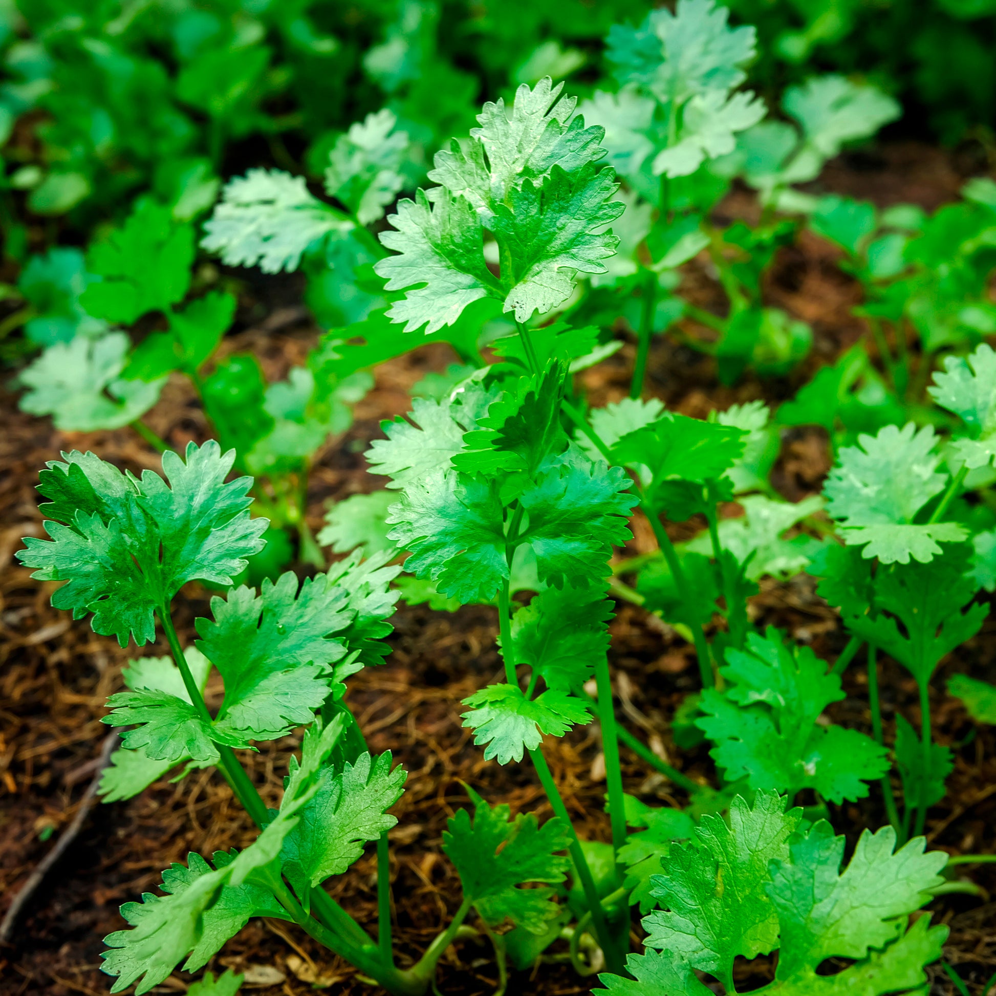 Kräutersamen - Koriander - Coriandrum sativum