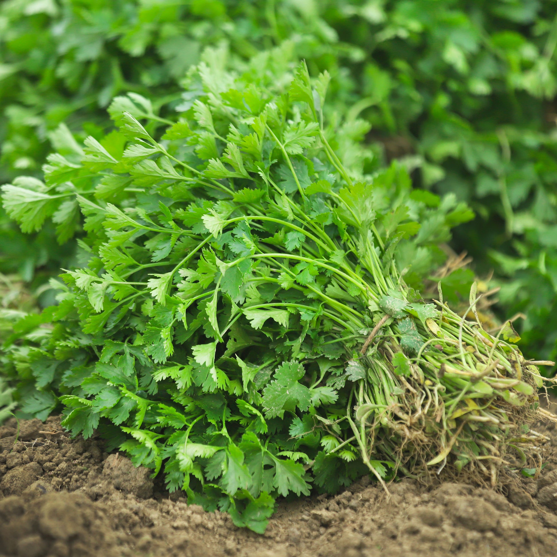 Coriandrum sativum - Koriander - Kräutersamen
