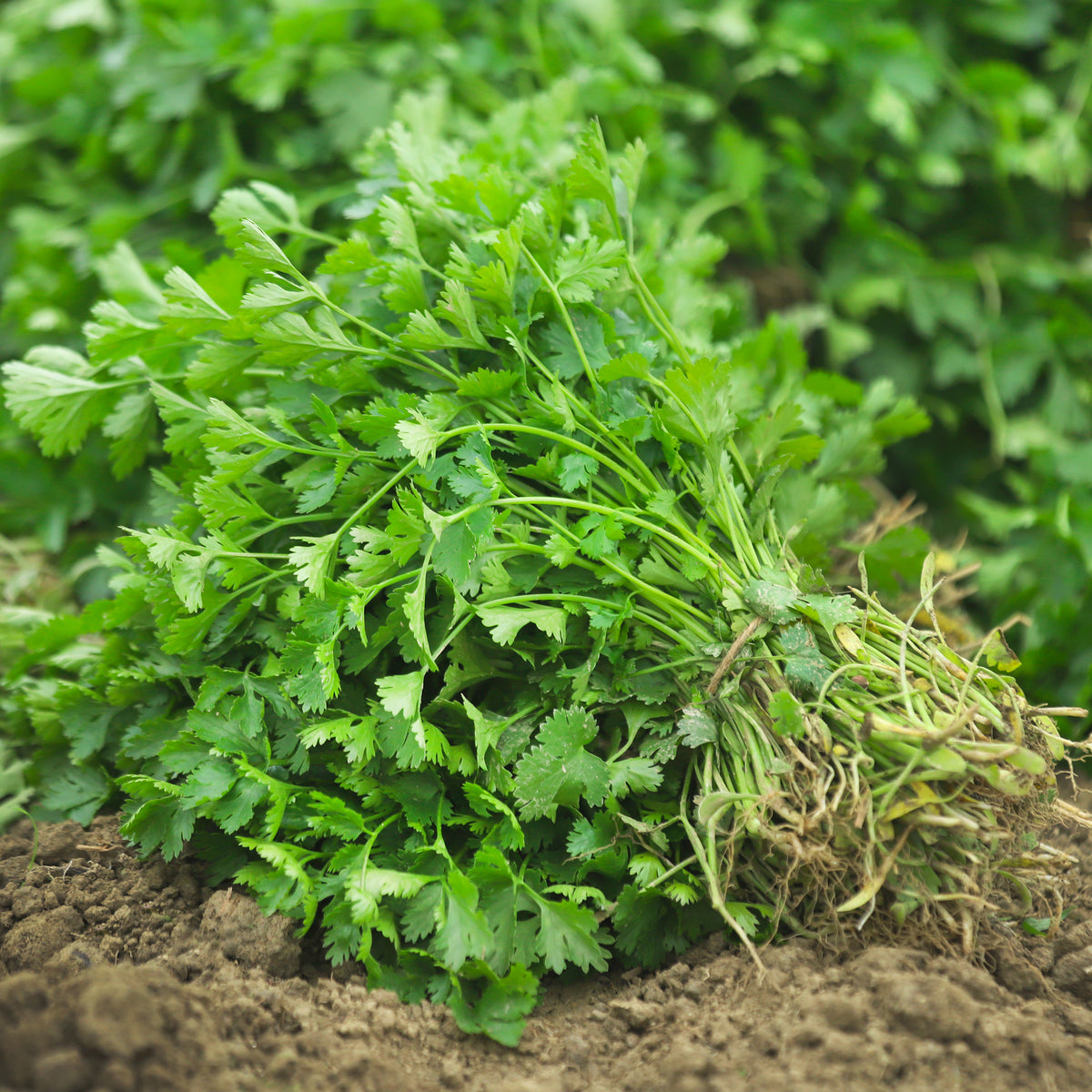 Coriandrum sativum - Koriander - Kräutersamen