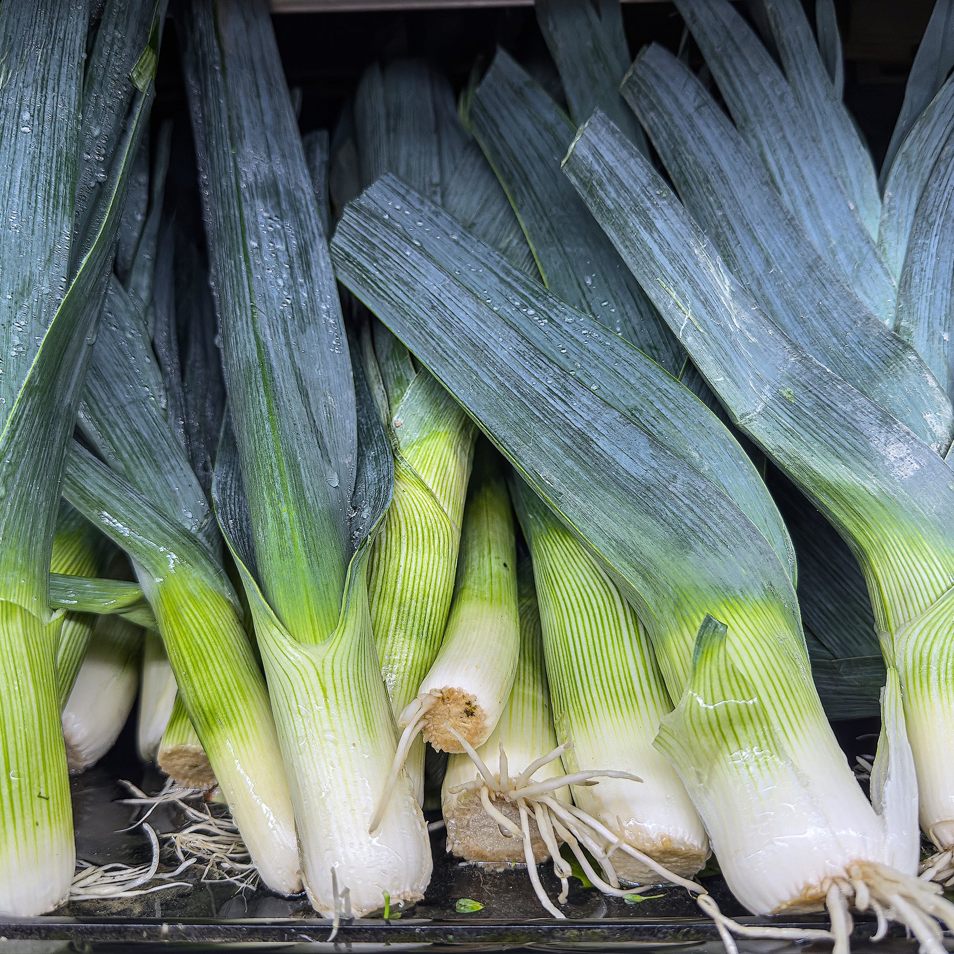 Lauch ‘Monstrueux de Carentan 2’ Bio - Allium porrum Monstrueux de Carentan 2 - Bakker