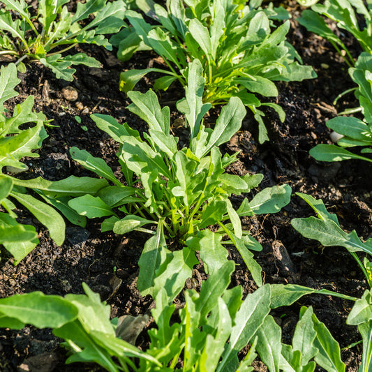 Biologisch angebaute Rucola - Bakker
