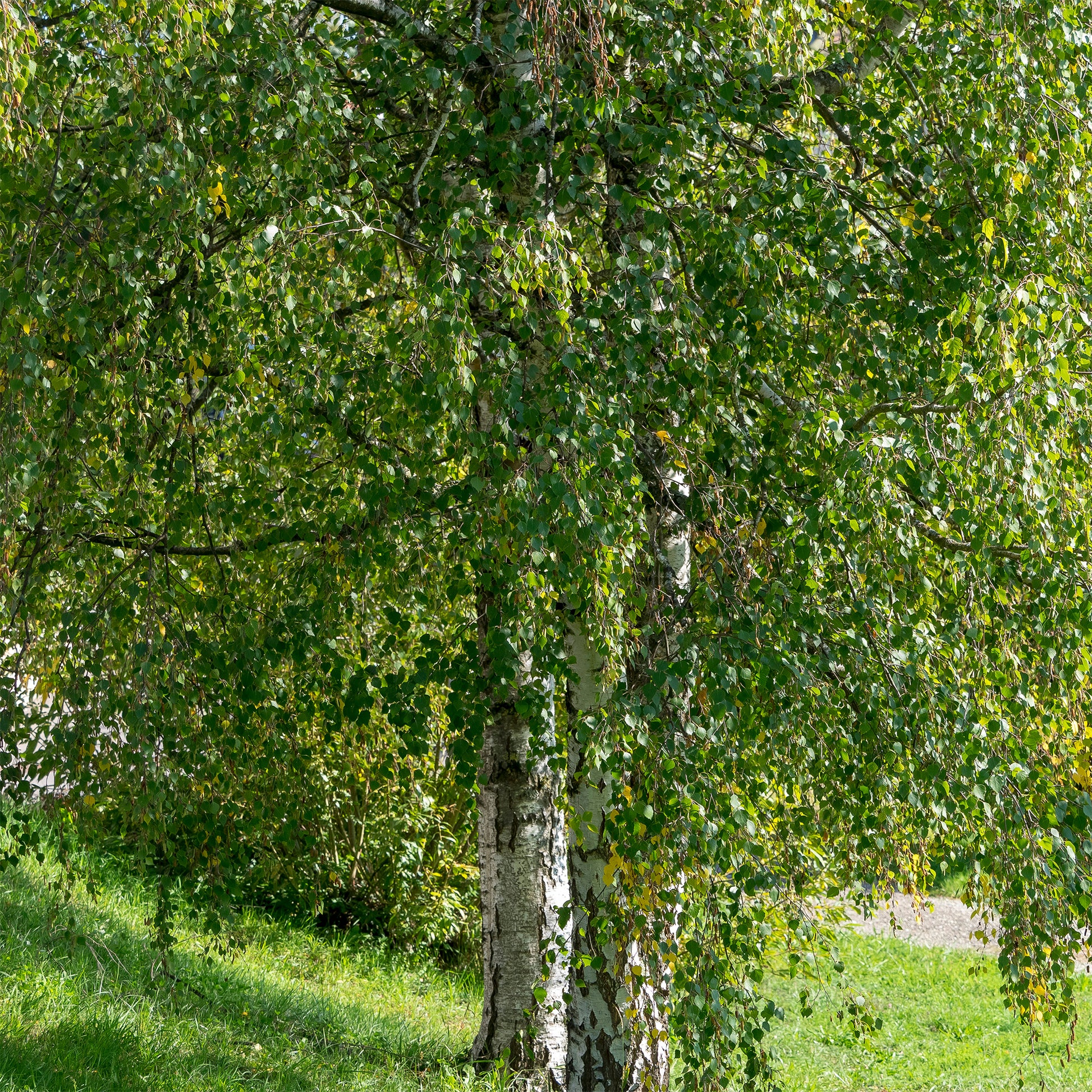 Verkauf Hänge-Birke
