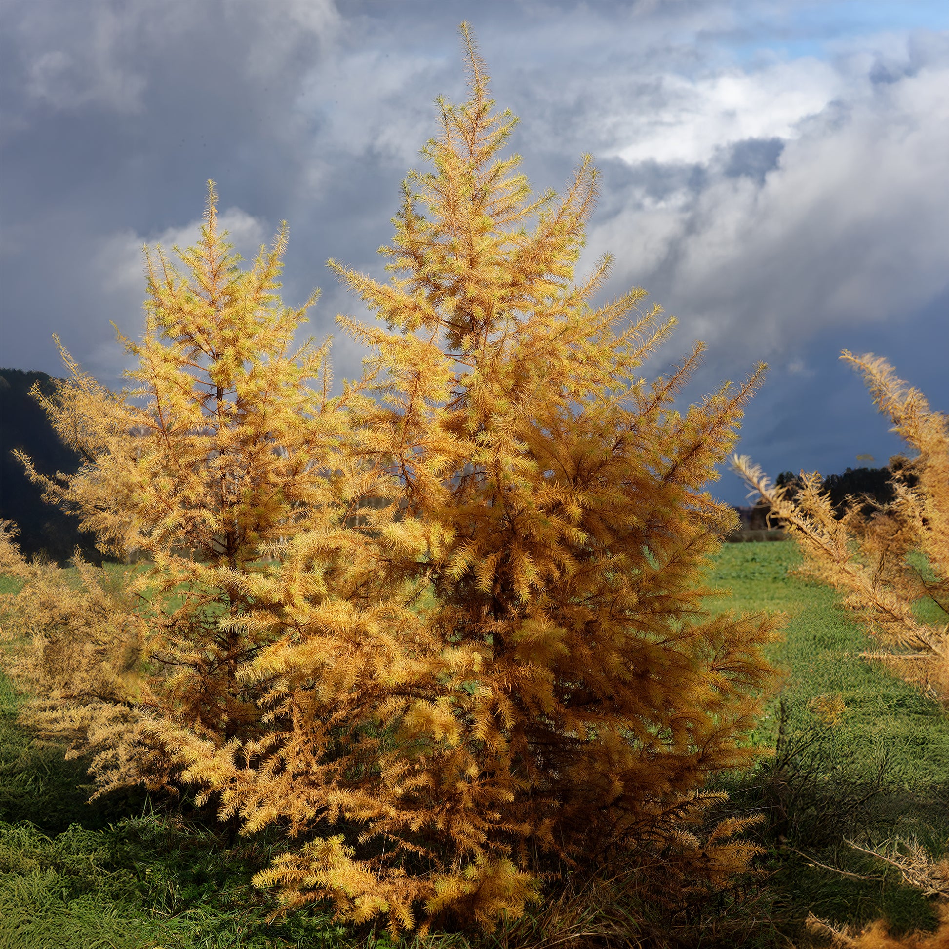 Japanische Lärche - Larix kaempferi - Bakker