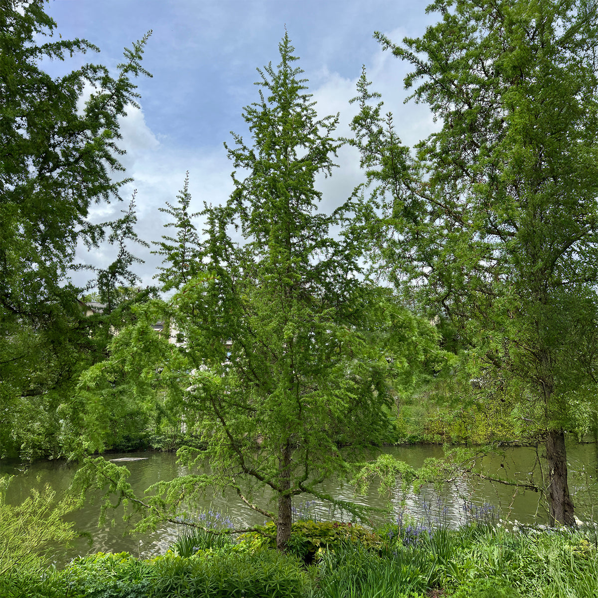 Larix kaempferi - Japanische Lärche - Lärche