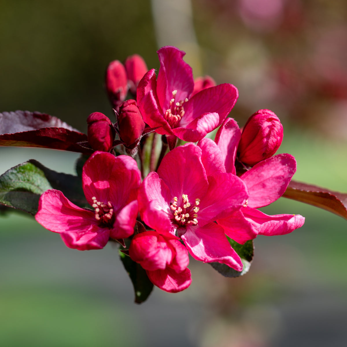 Malus 'liset' - Zierapfel Liset - Zierapfel