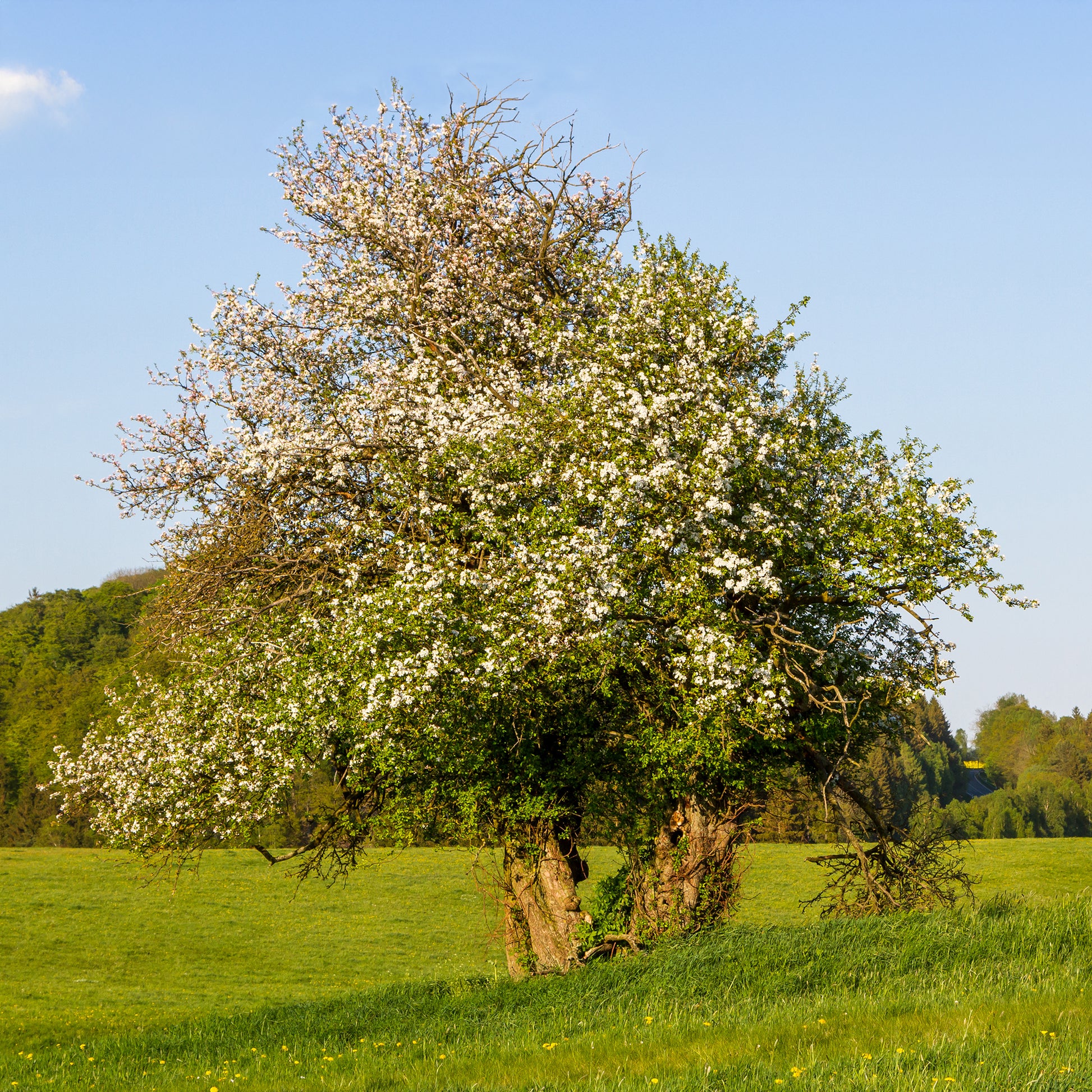 Holzapfel - Malus sylvestris - Bakker