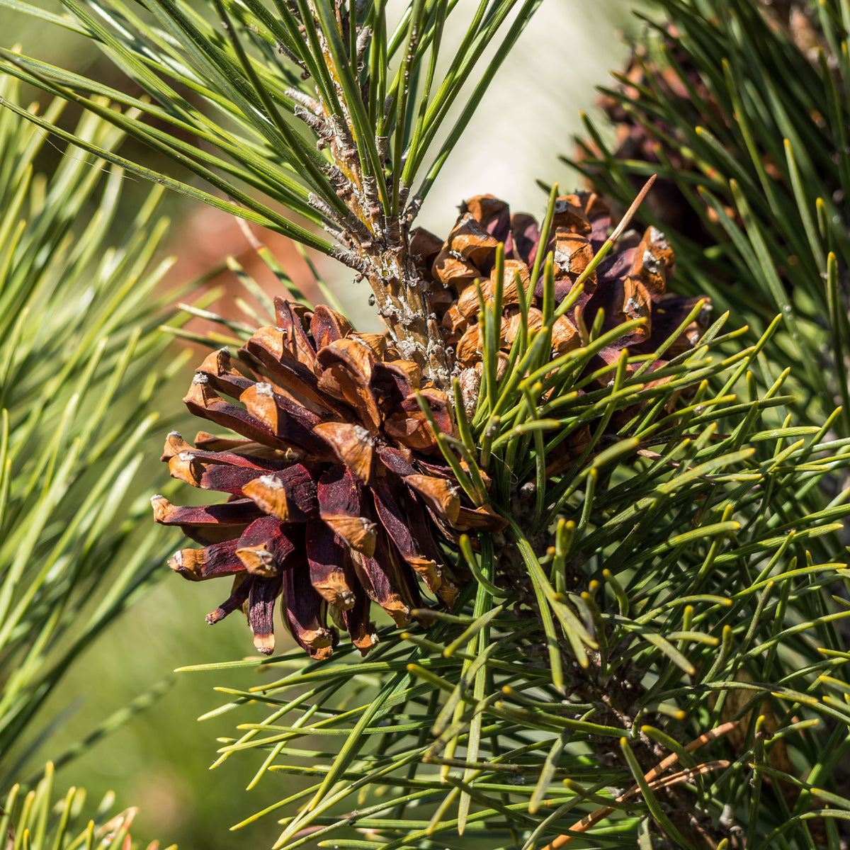 Verkauf Waldkiefer - Pinus sylvestris